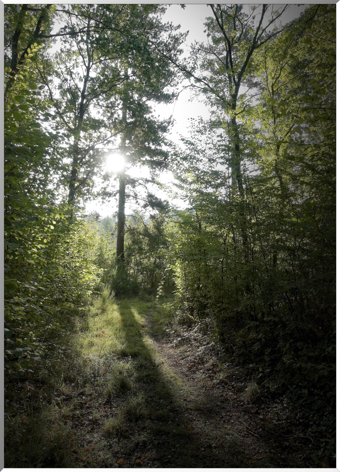 Moisson
