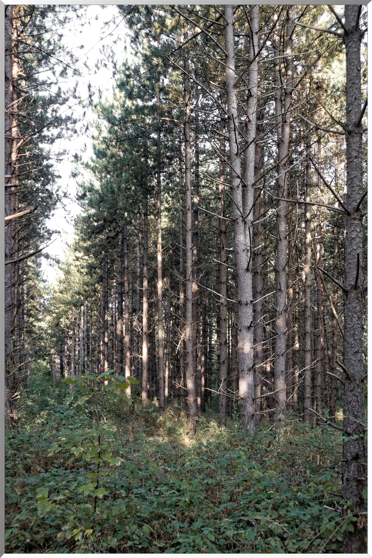 Moisson