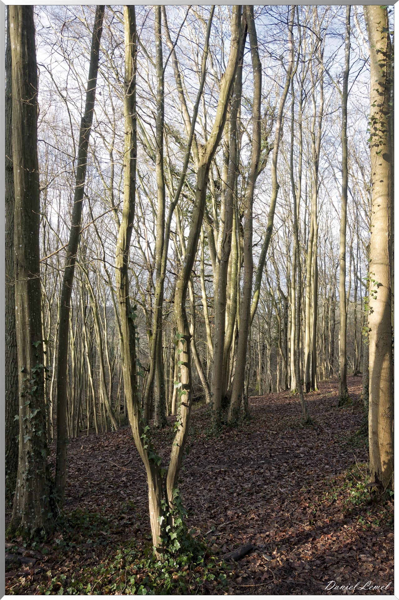 Dampmesnil