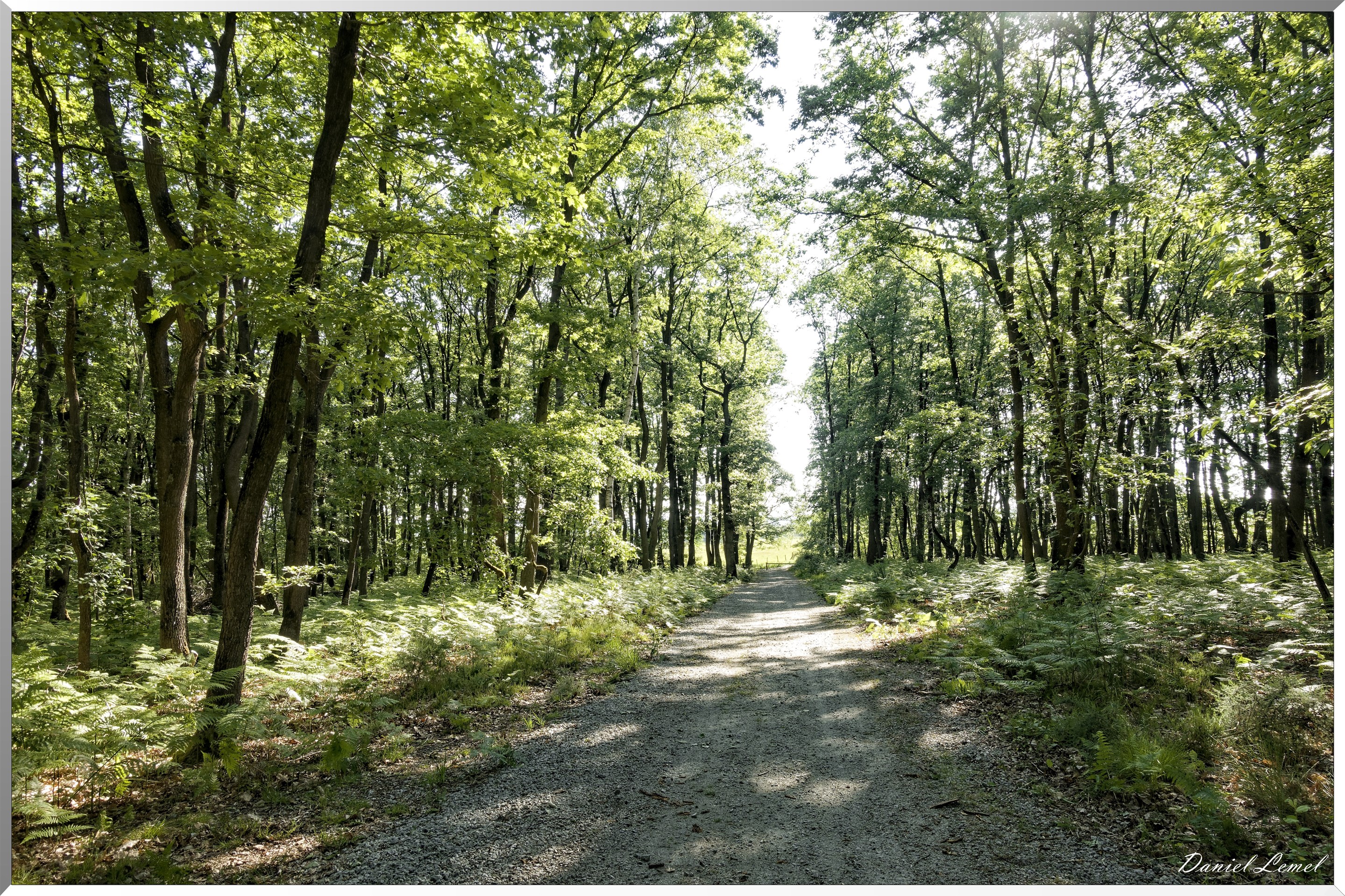 Le Bois de Brillehaut