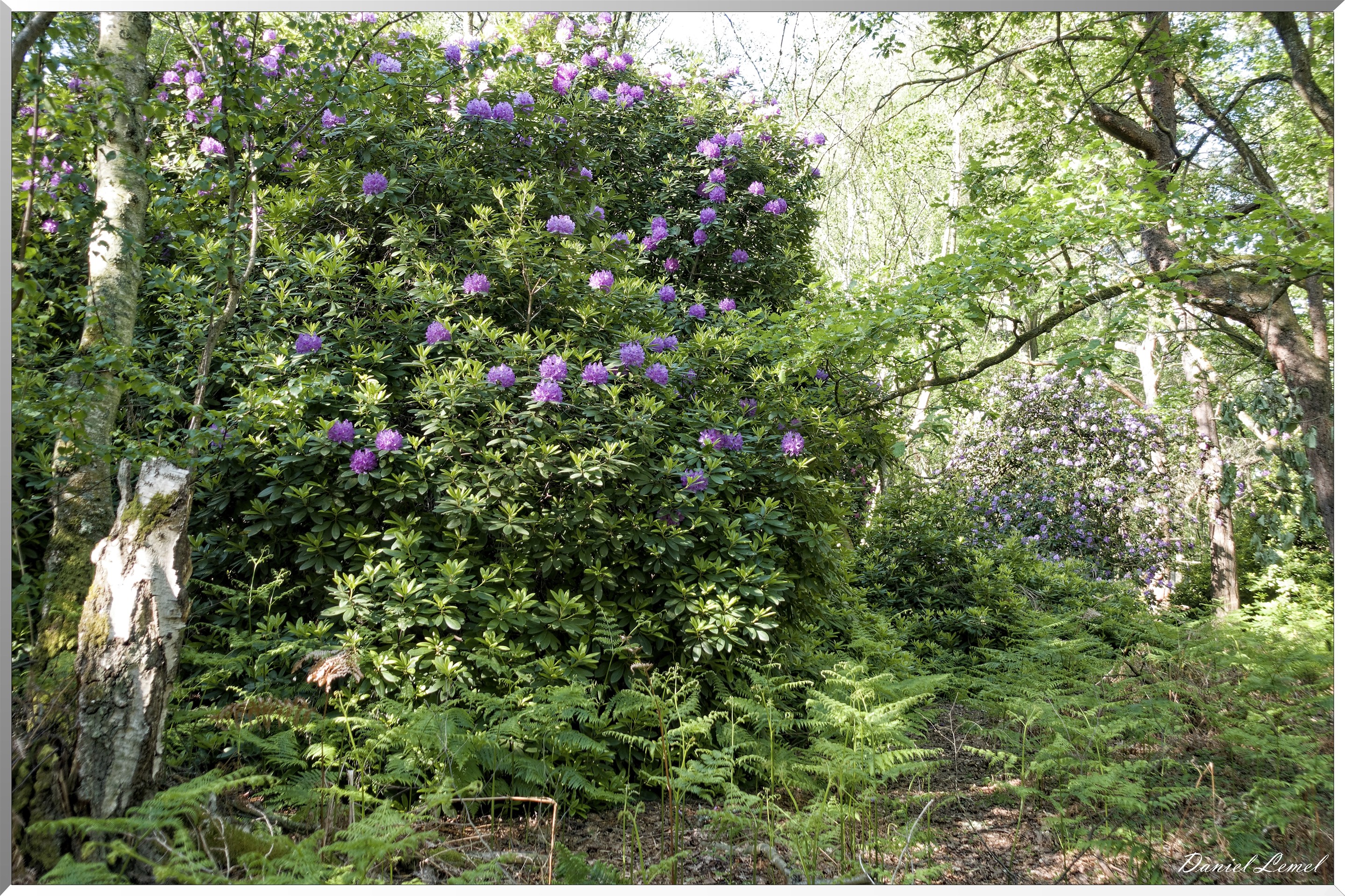 Le Bois de Brillehaut