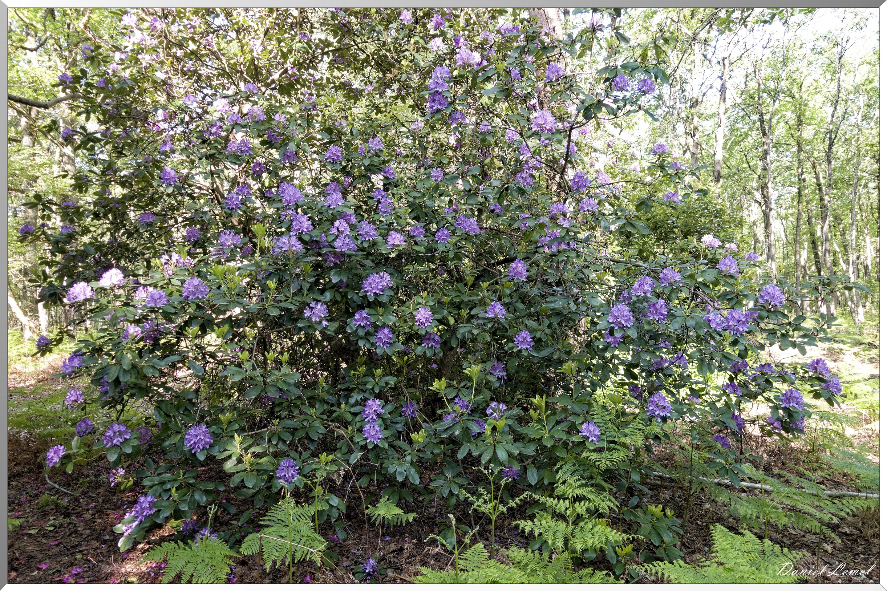 Le Bois de Brillehaut