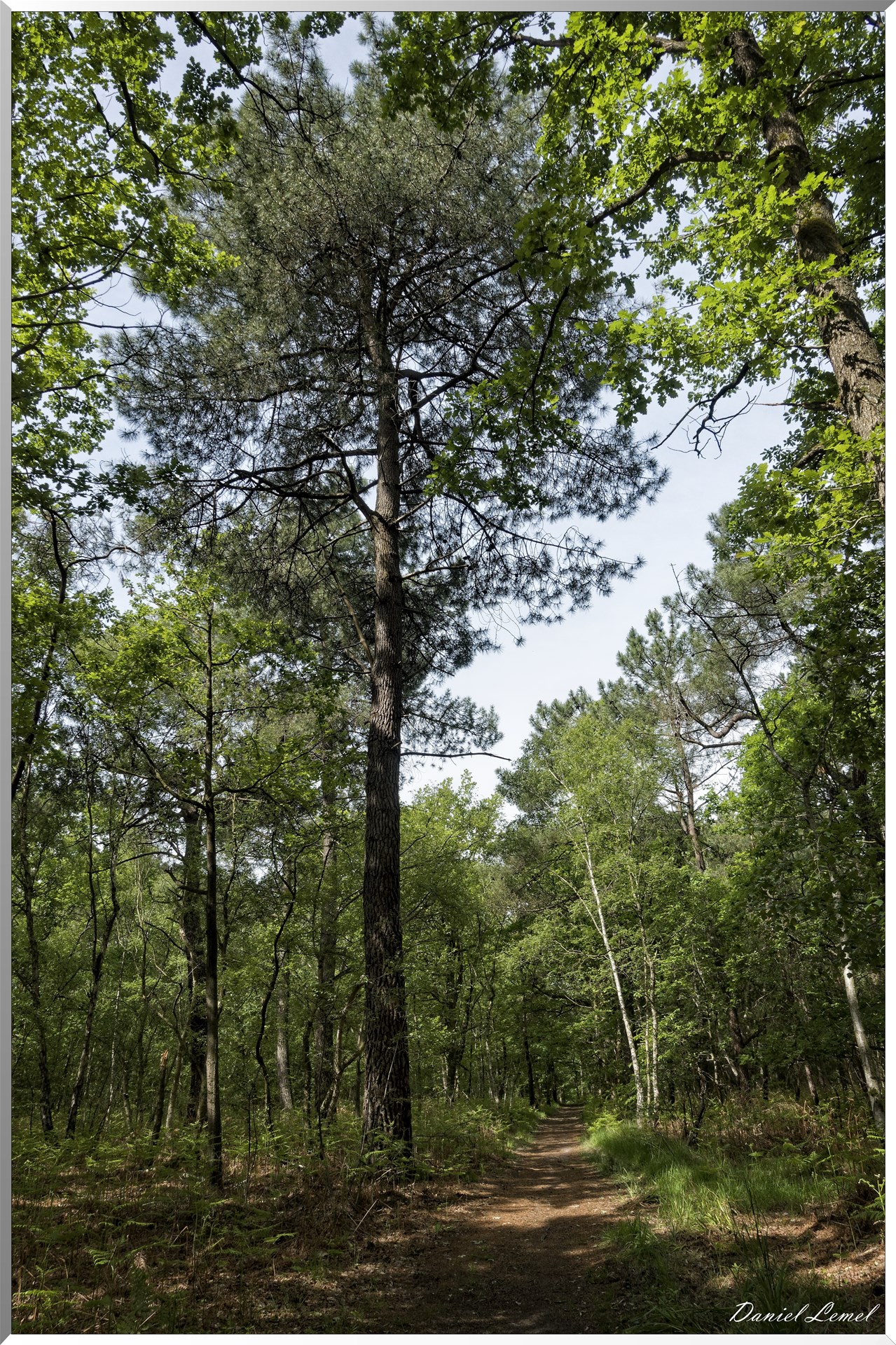 Le Bois de Brillehaut