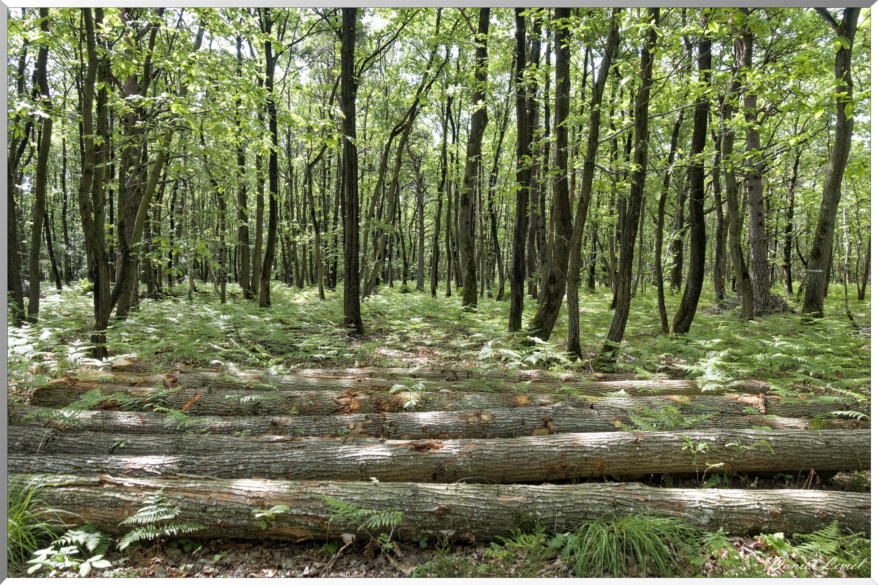 Le Bois de Brillehaut