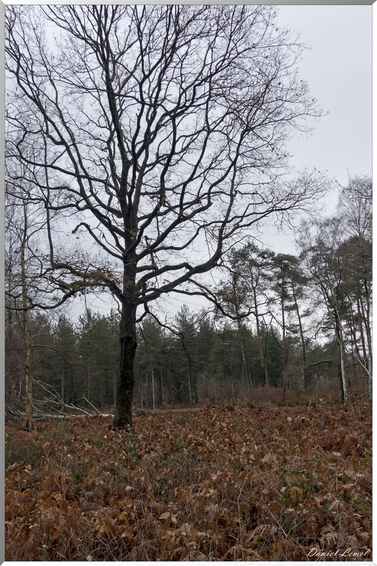 Vernon - Forêt du LRBA