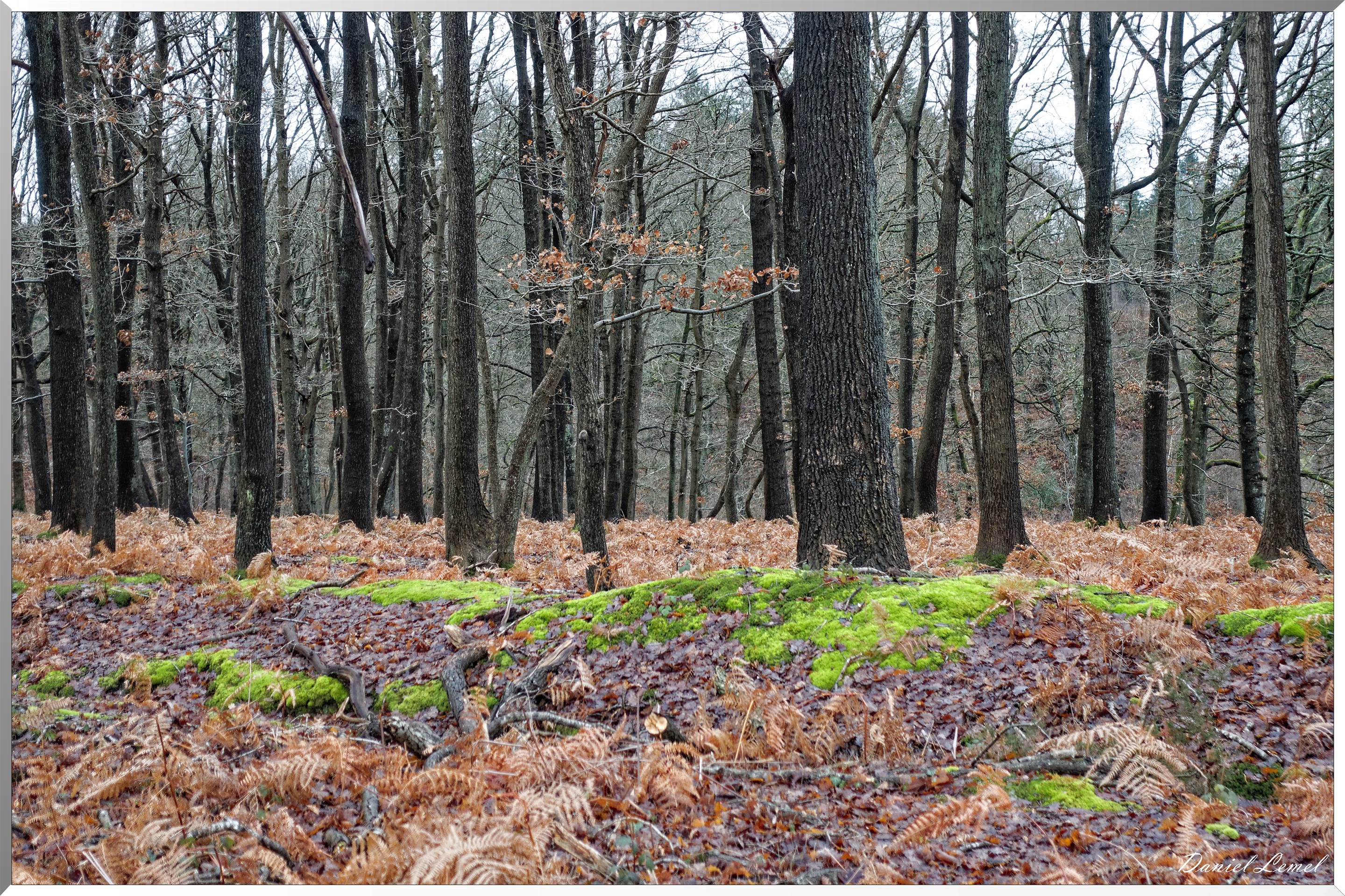 Vernon - Forêt du LRBA