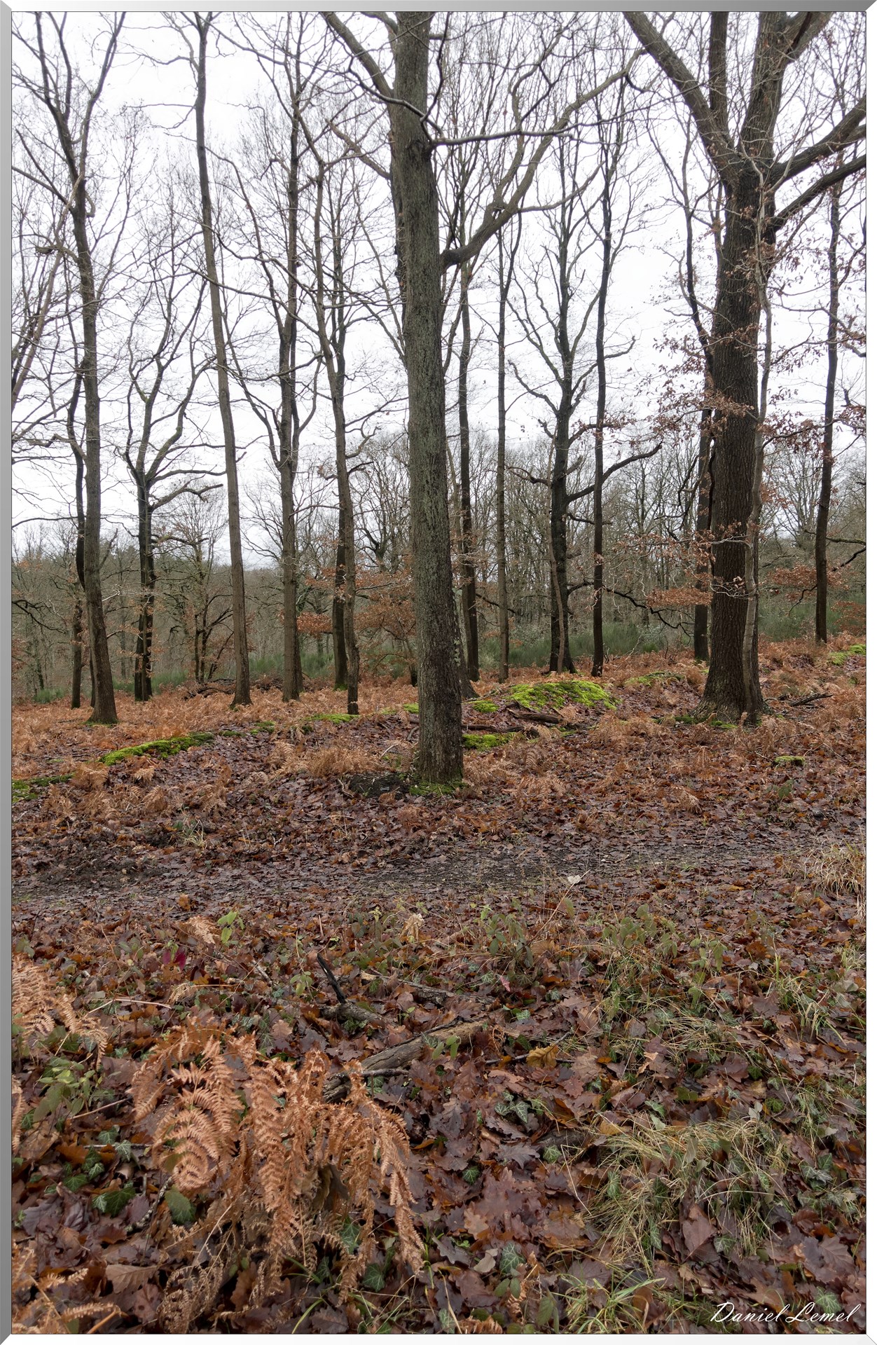 Vernon - Forêt du LRBA