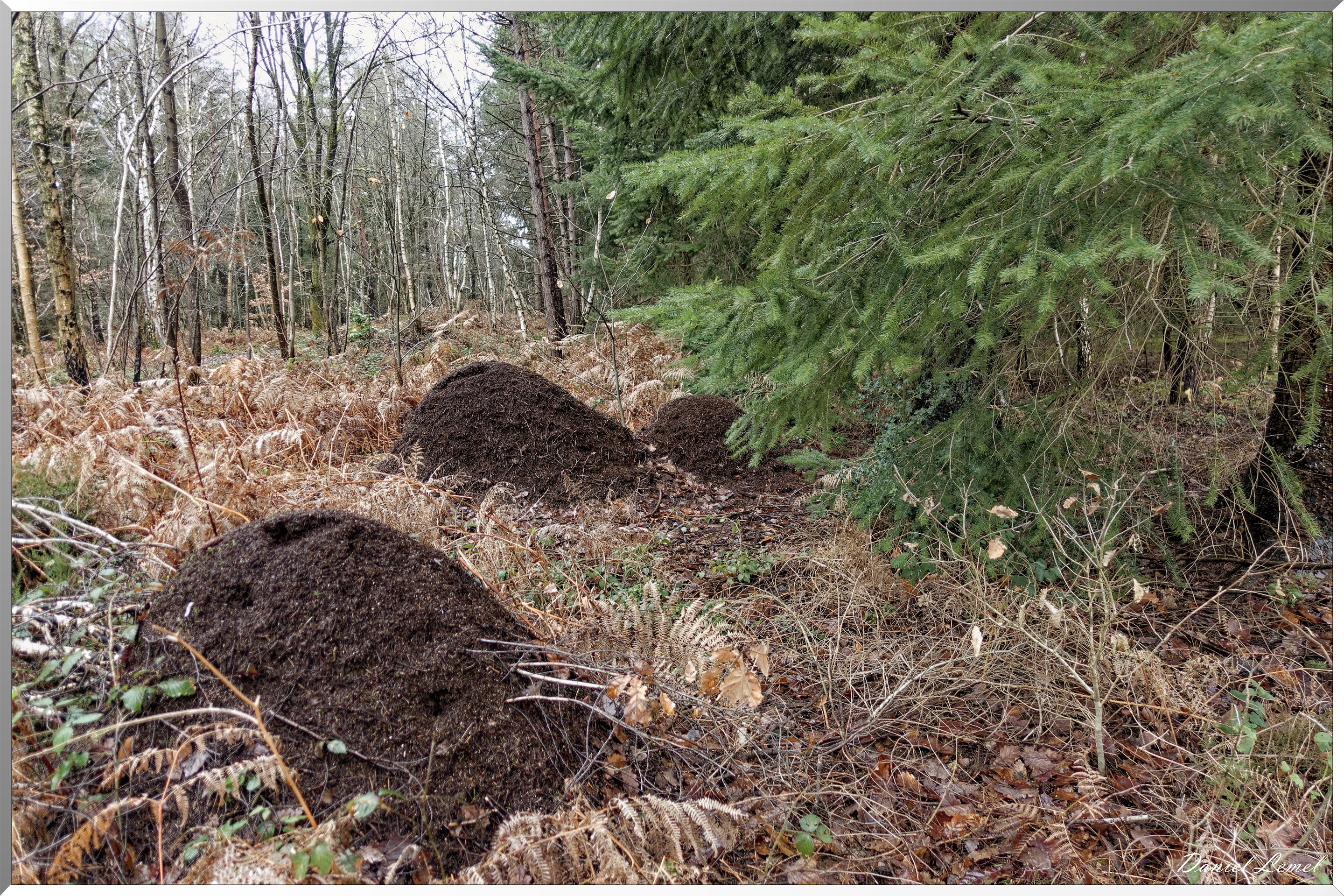 Vernon - Forêt du LRBA