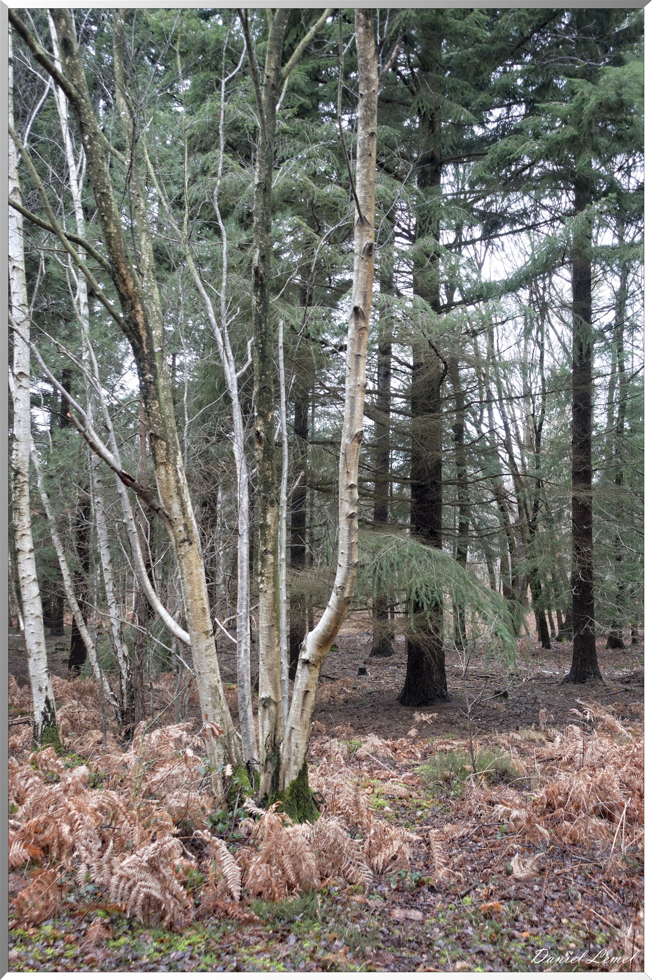 Vernon - Forêt du LRBA