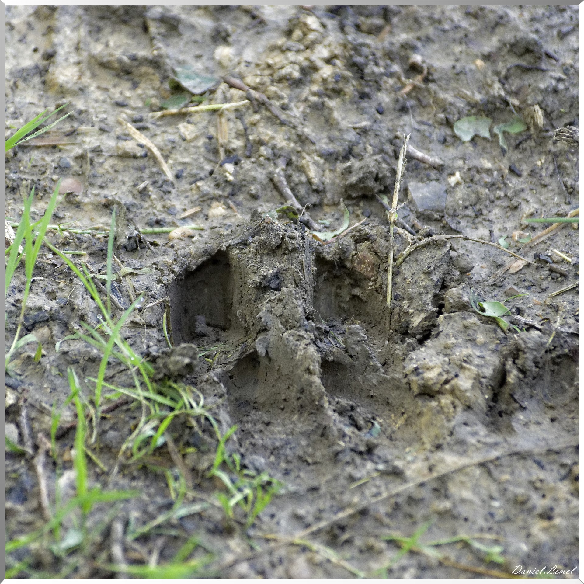 Saint-Denis-le-Ferment