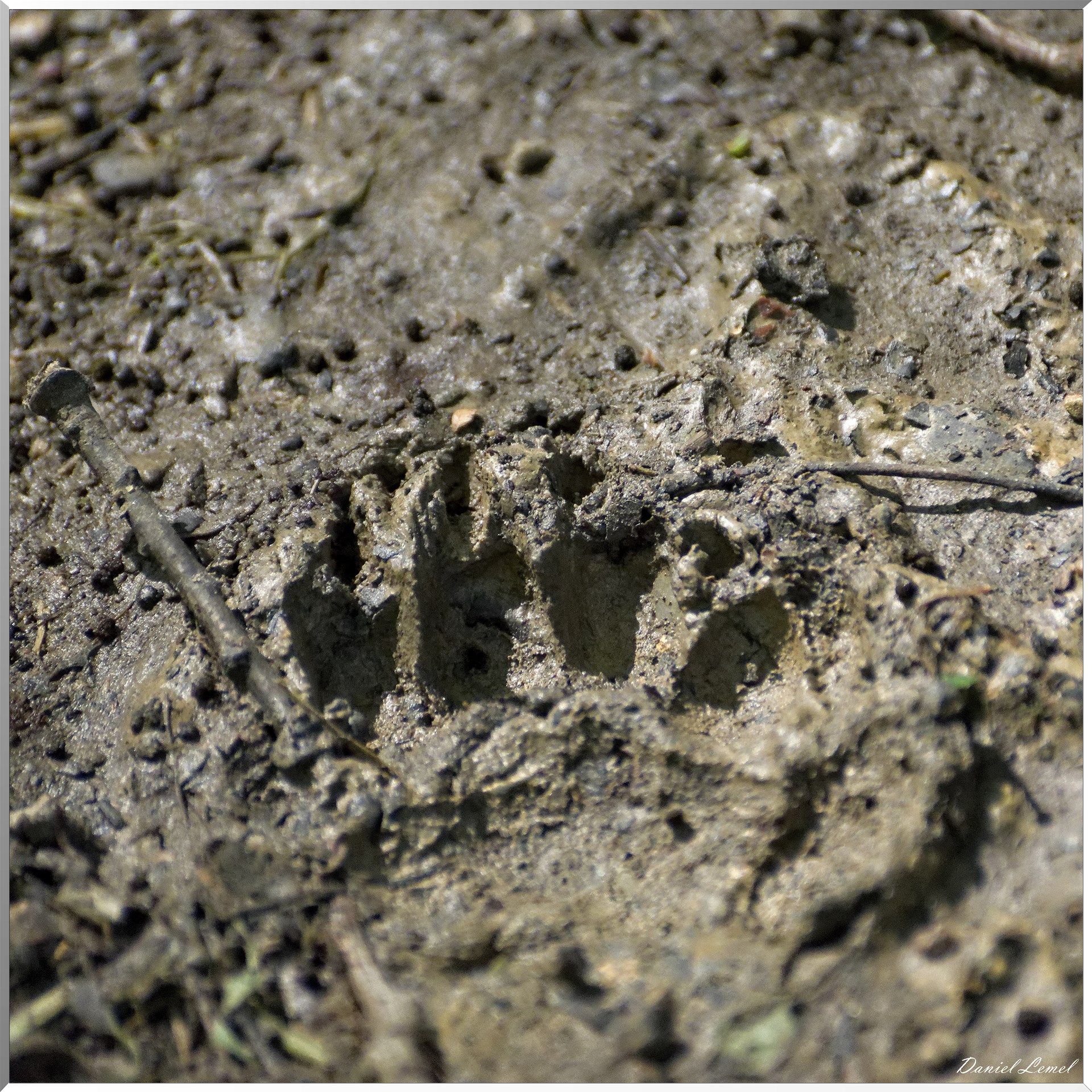 Saint-Denis-le-Ferment