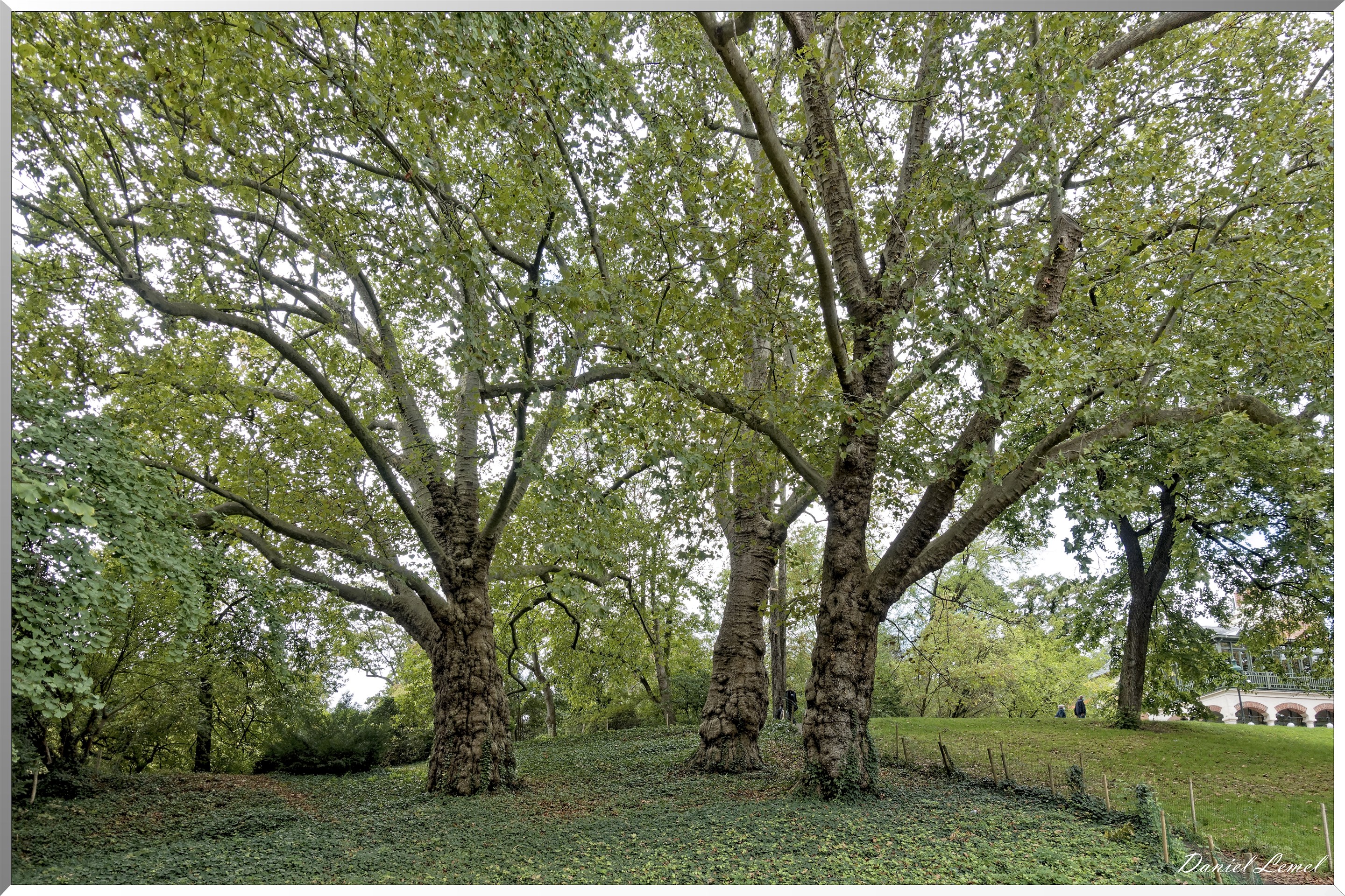 Parc des Buttes-Chaumont- Arbre centenaires