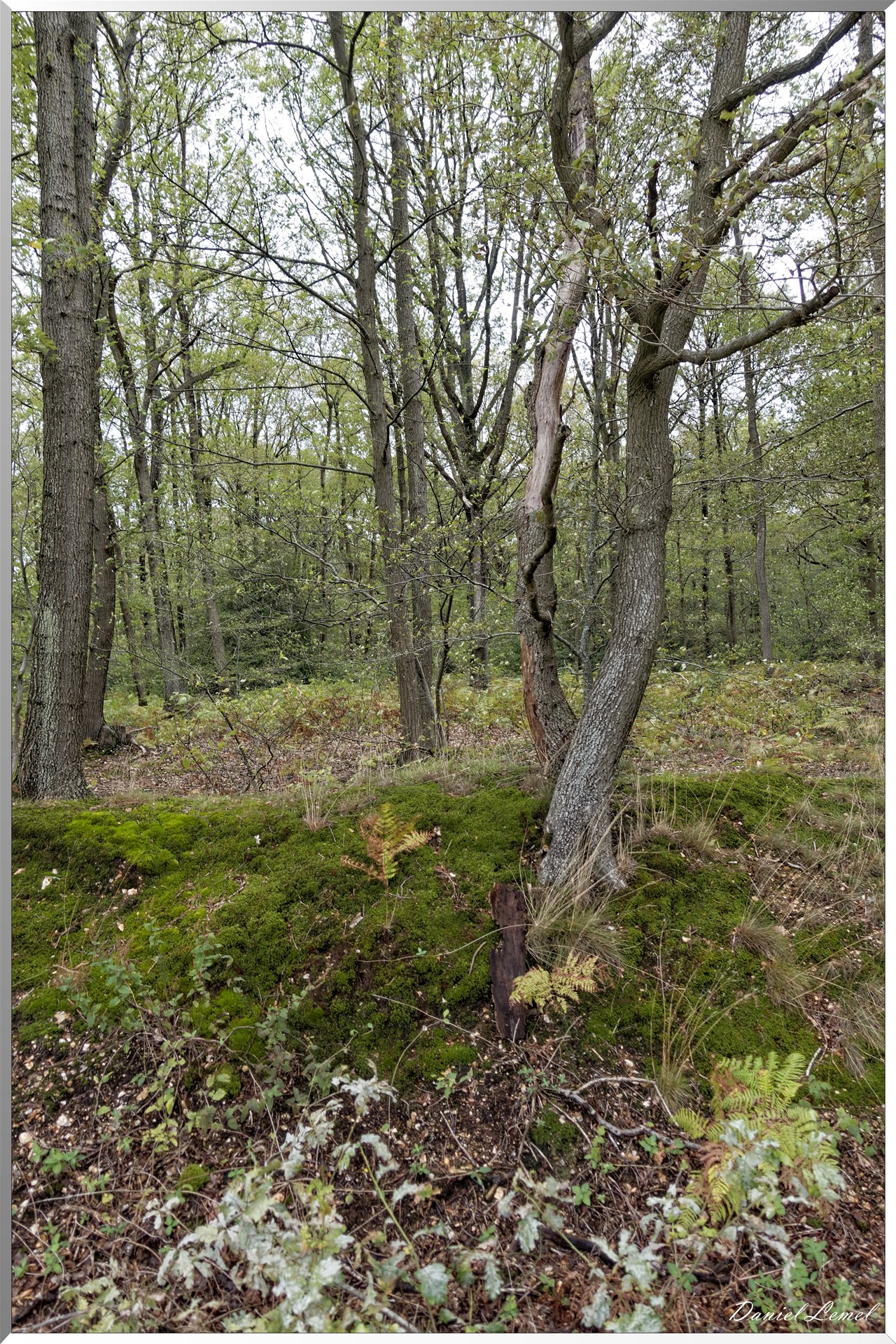 Bois-Jérôme-Saint-Ouen