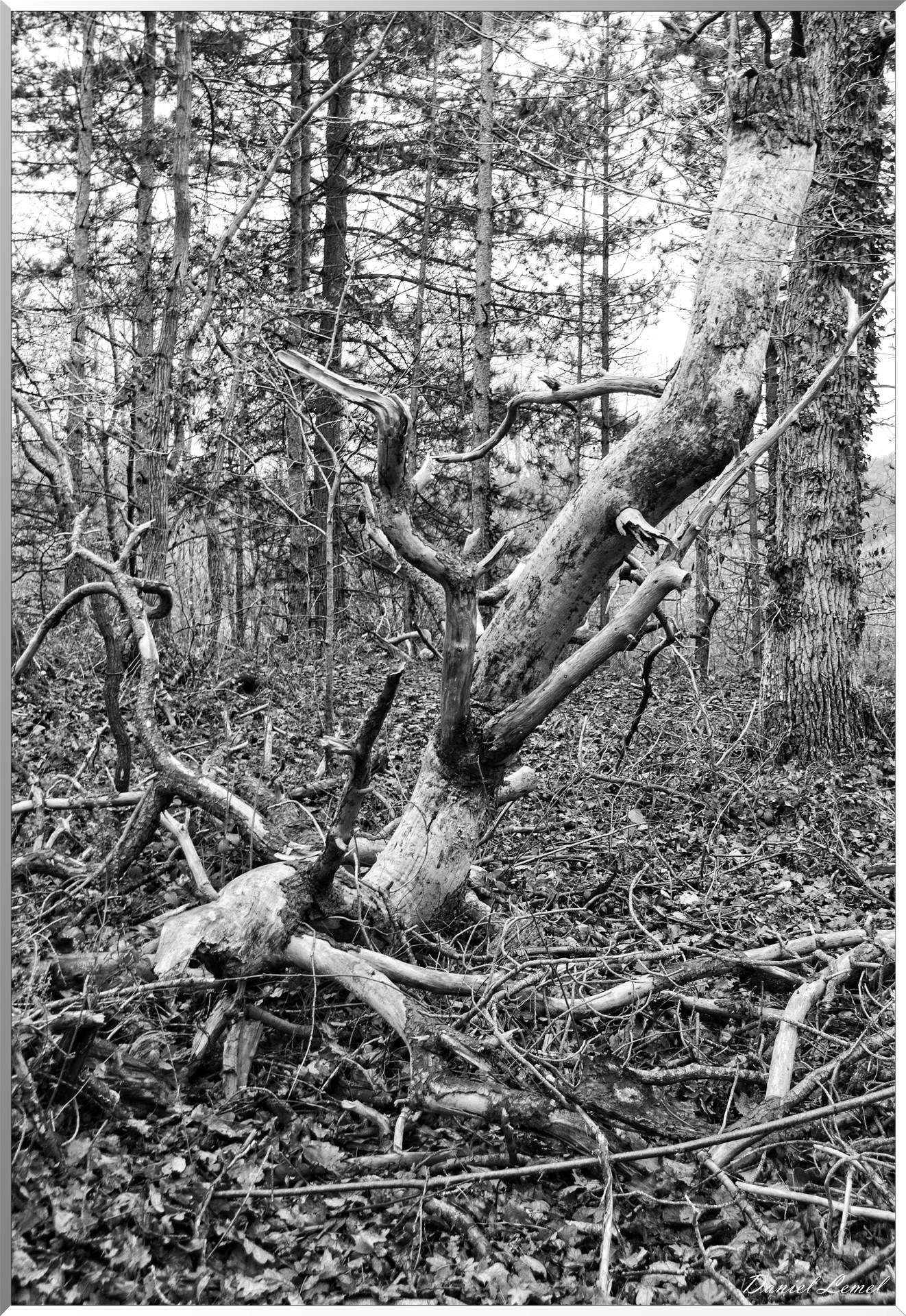 Moisson