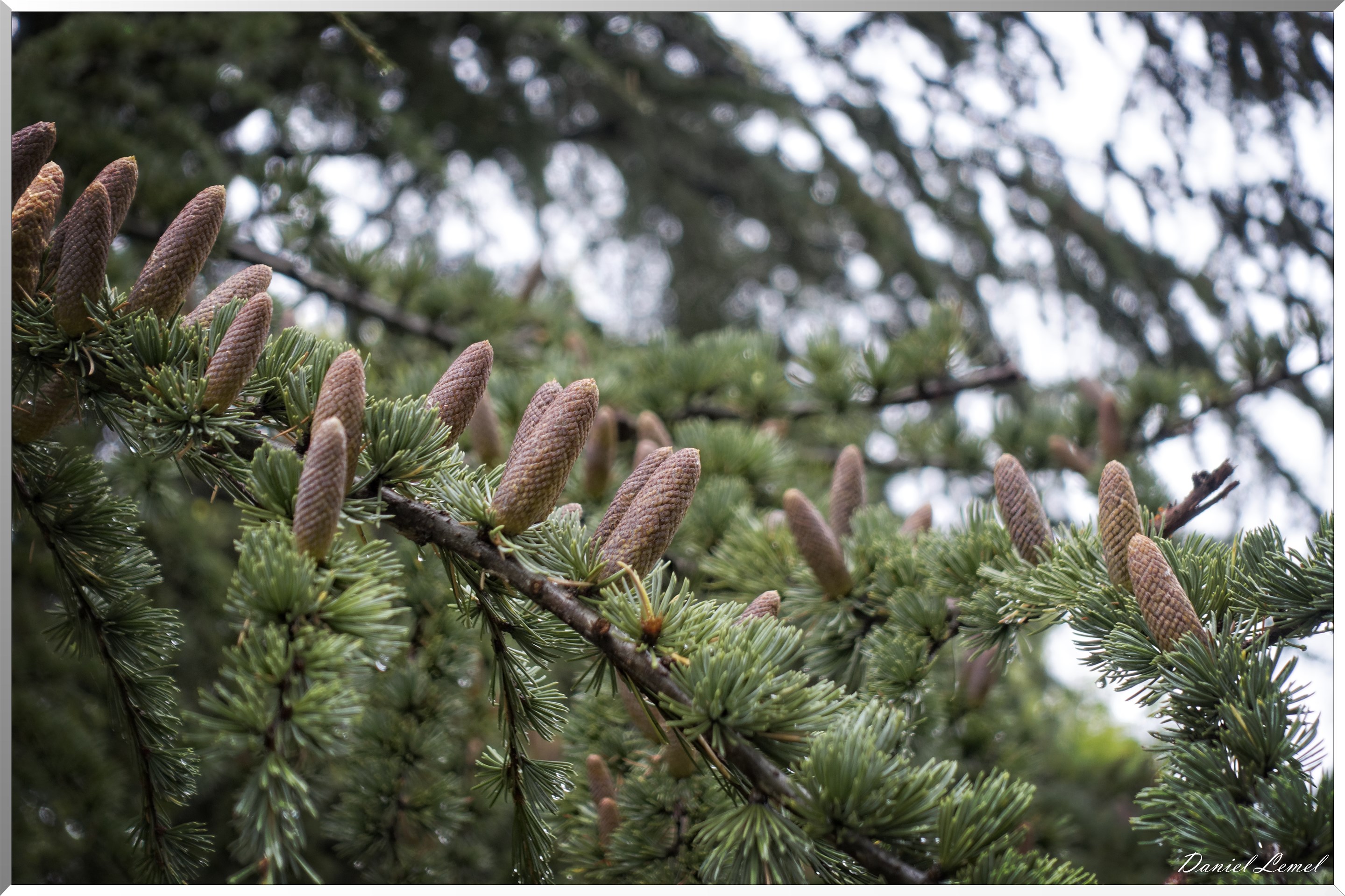 Arborétum de la Roche-Guyon