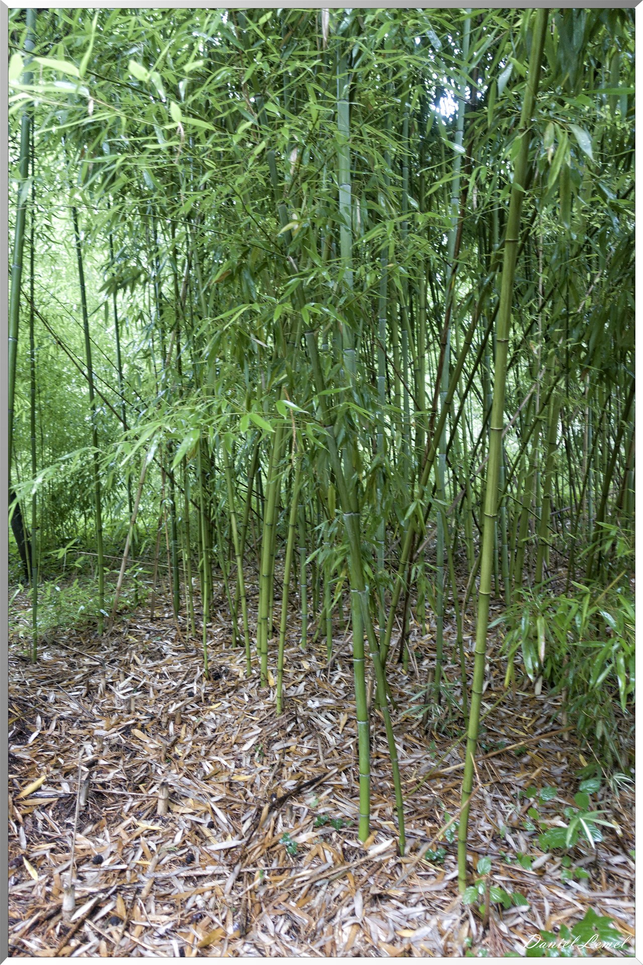 Arborétum de la Roche-Guyon