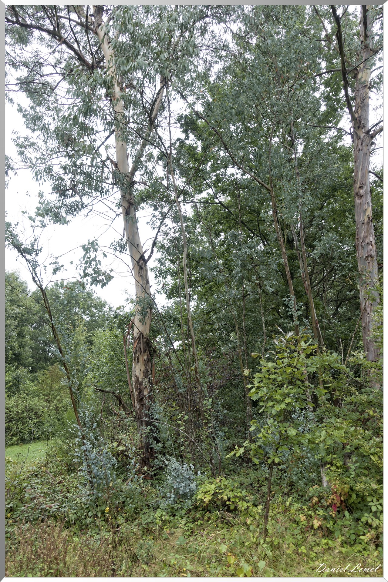 Arborétum de la Roche-Guyon