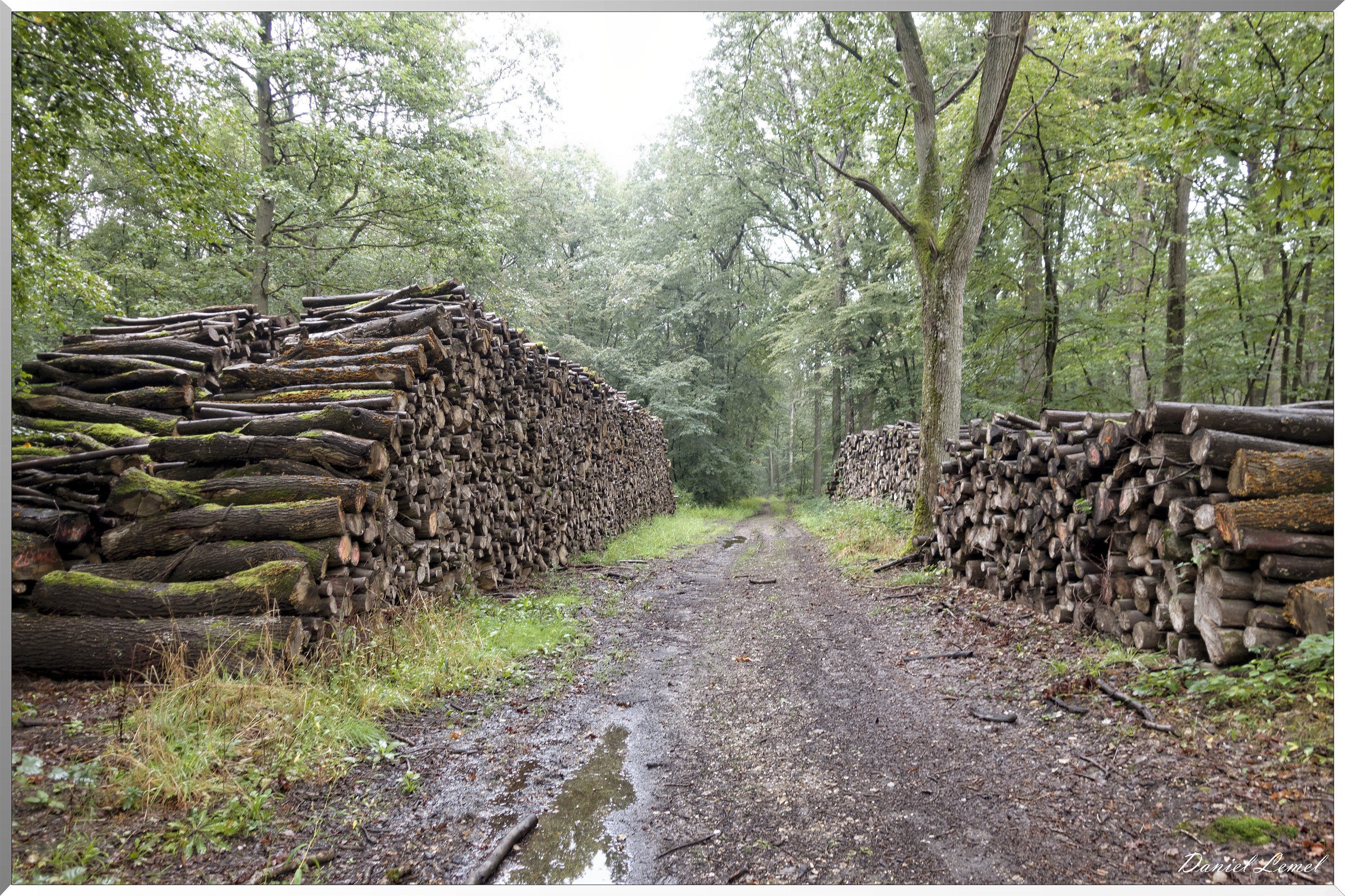 Arborétum de la Roche-Guyon