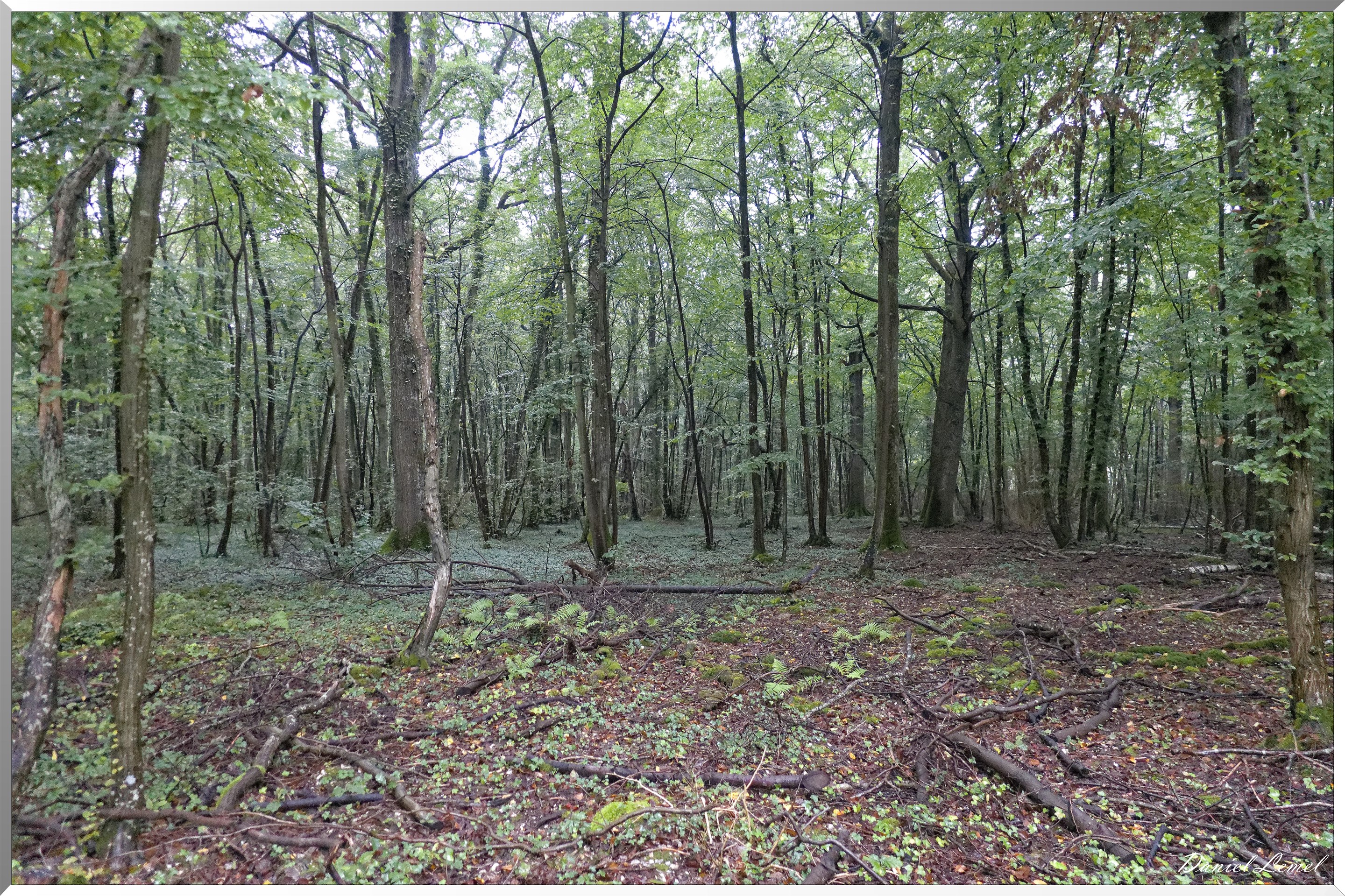 Arborétum de la Roche-Guyon