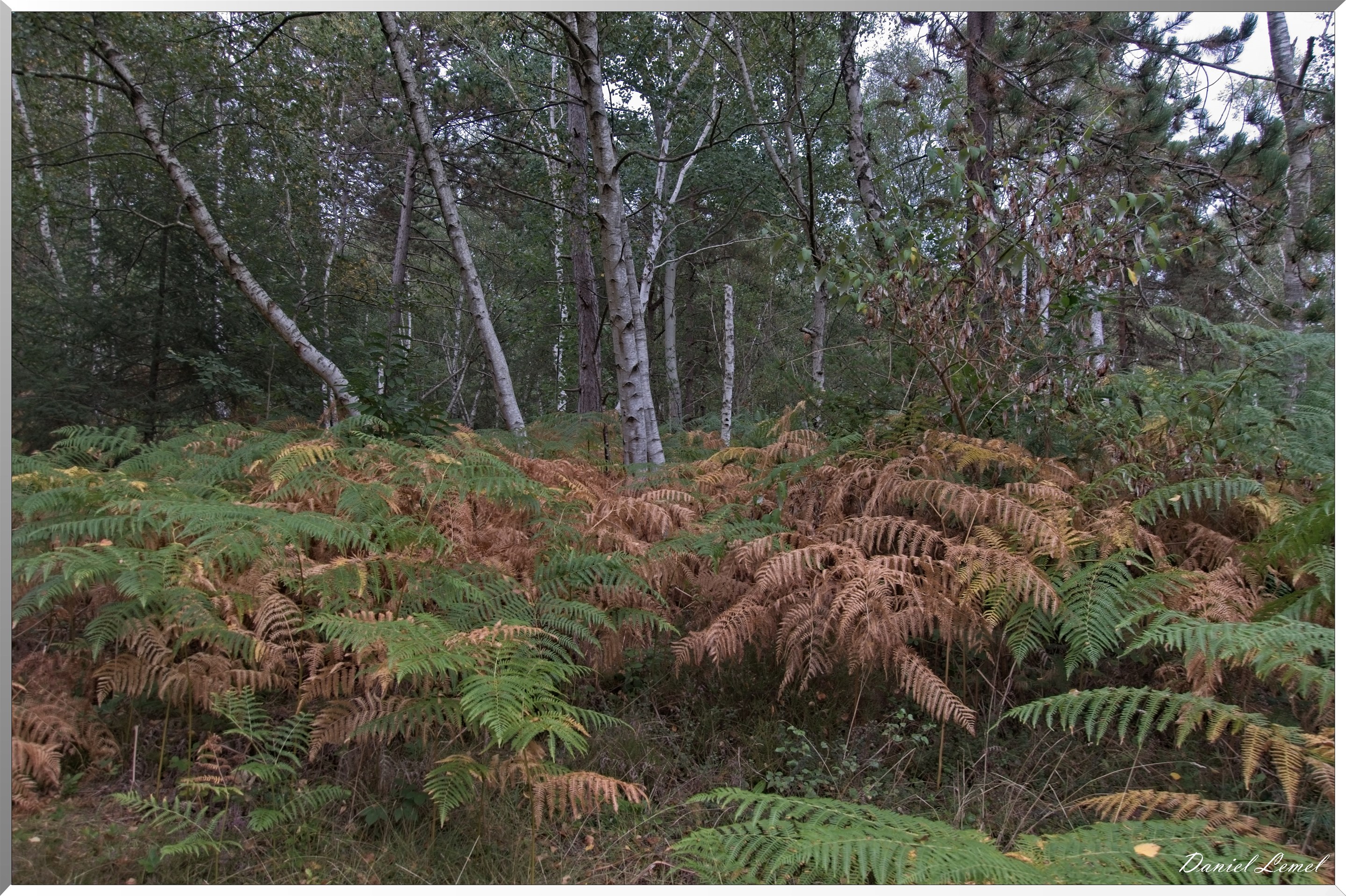 Forêt de Vernon