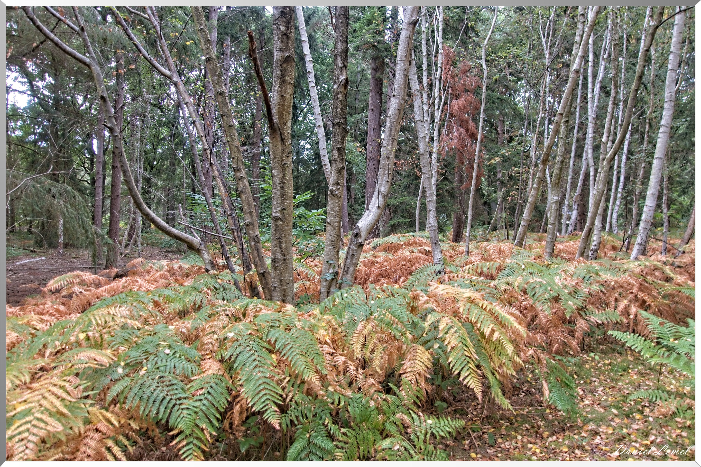 Forêt de Vernon