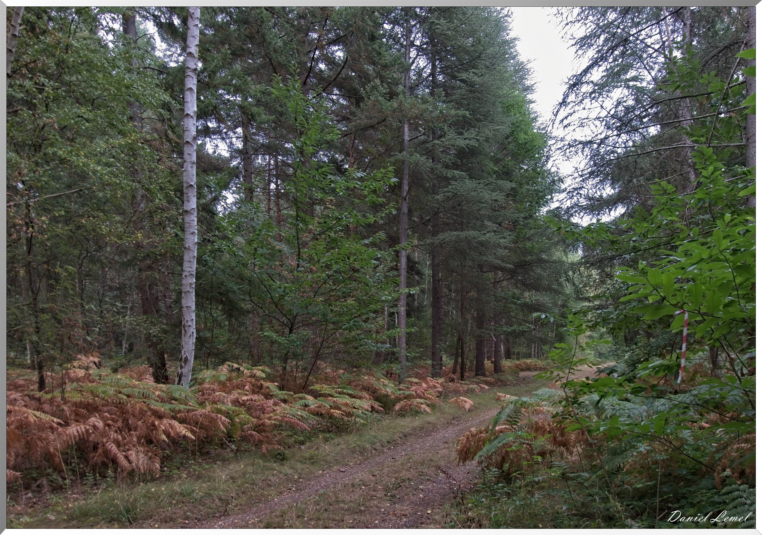 Forêt de Vernon