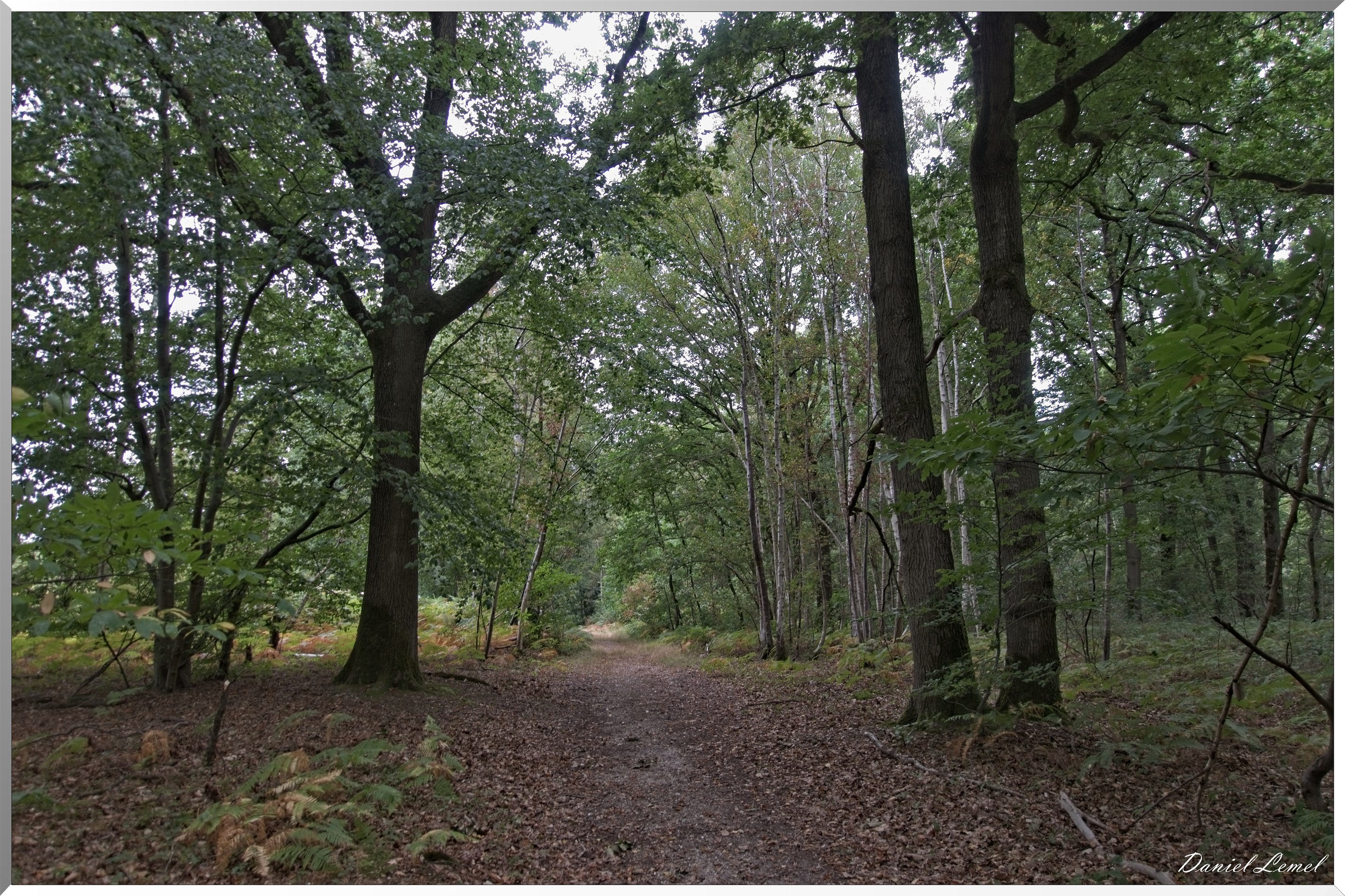 Forêt de Vernon