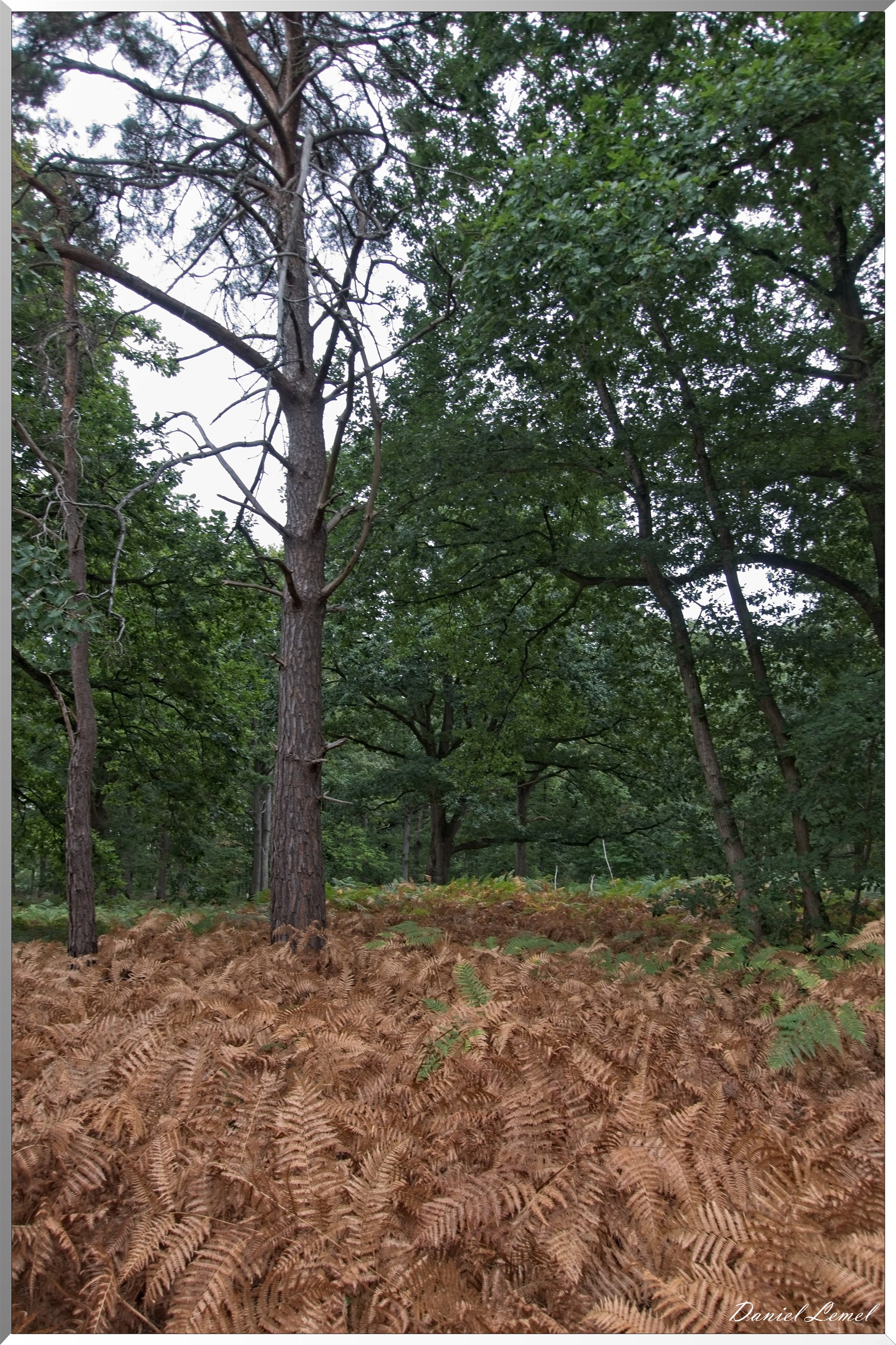 Forêt de Vernon