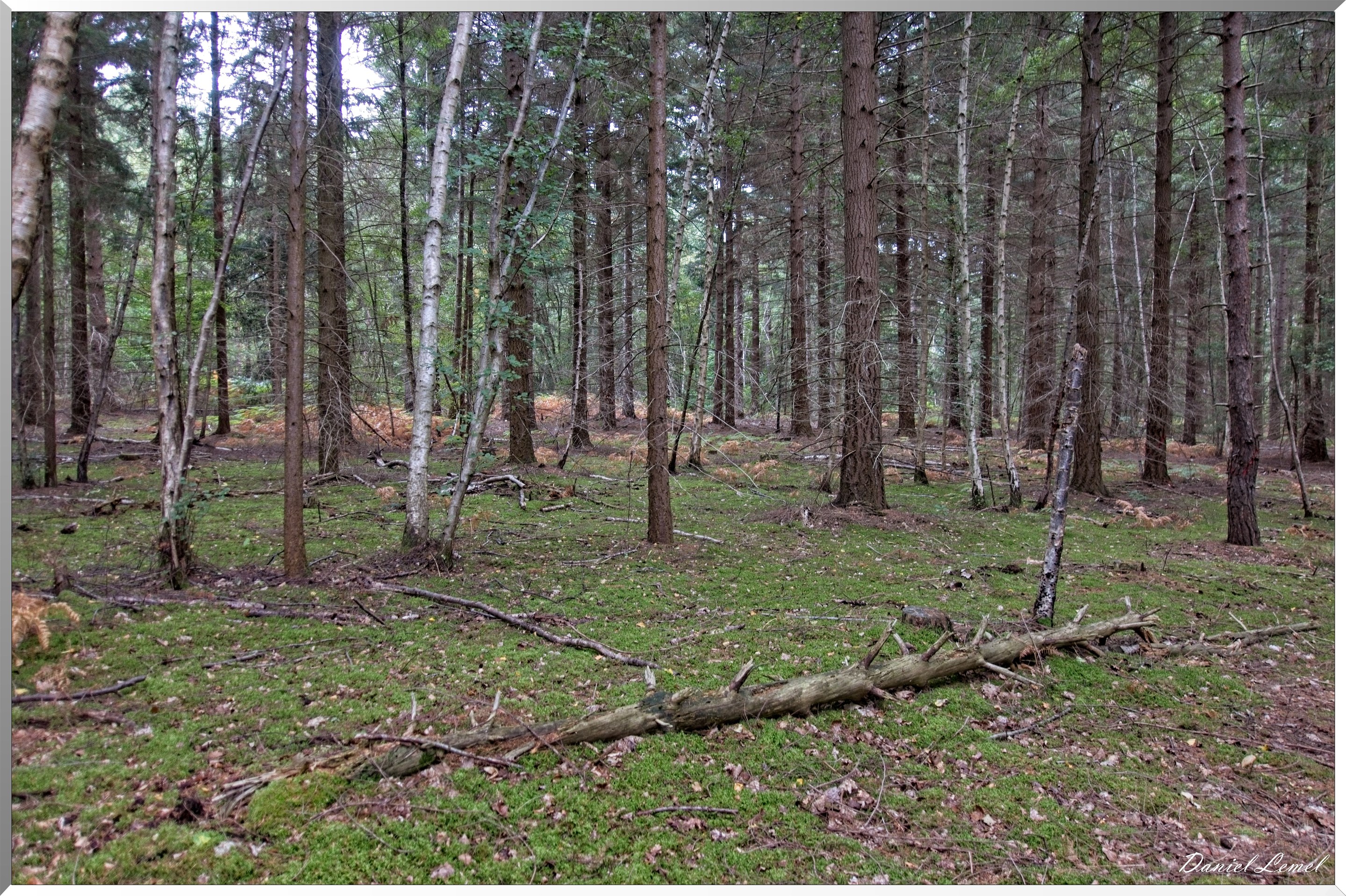 Forêt de Vernon