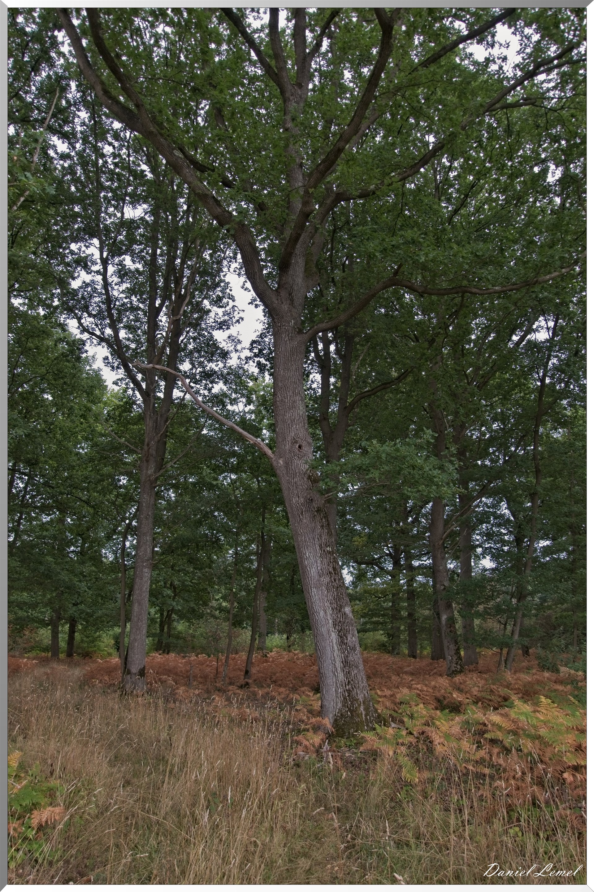 Forêt de Vernon