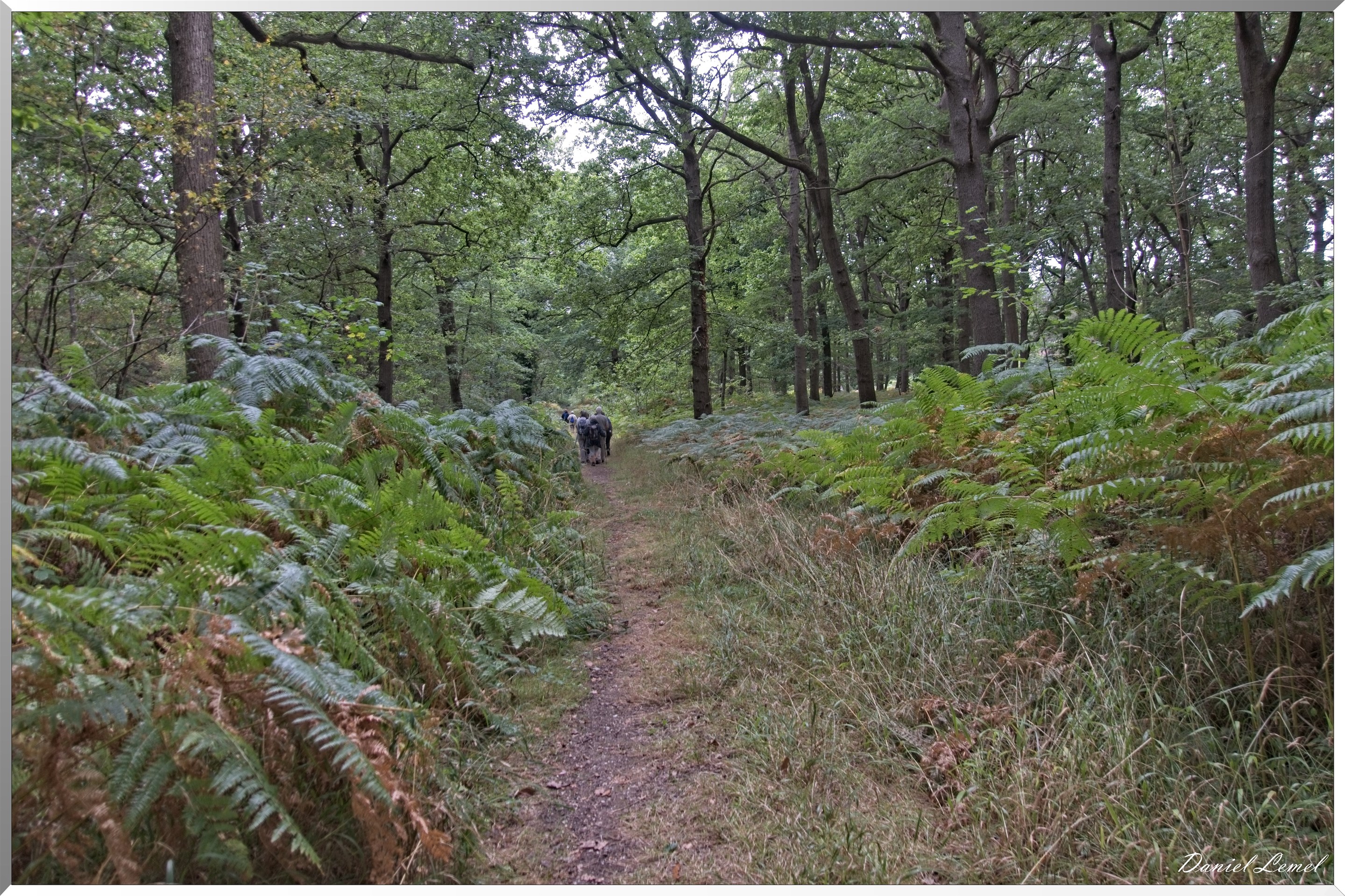 Forêt de Vernon
