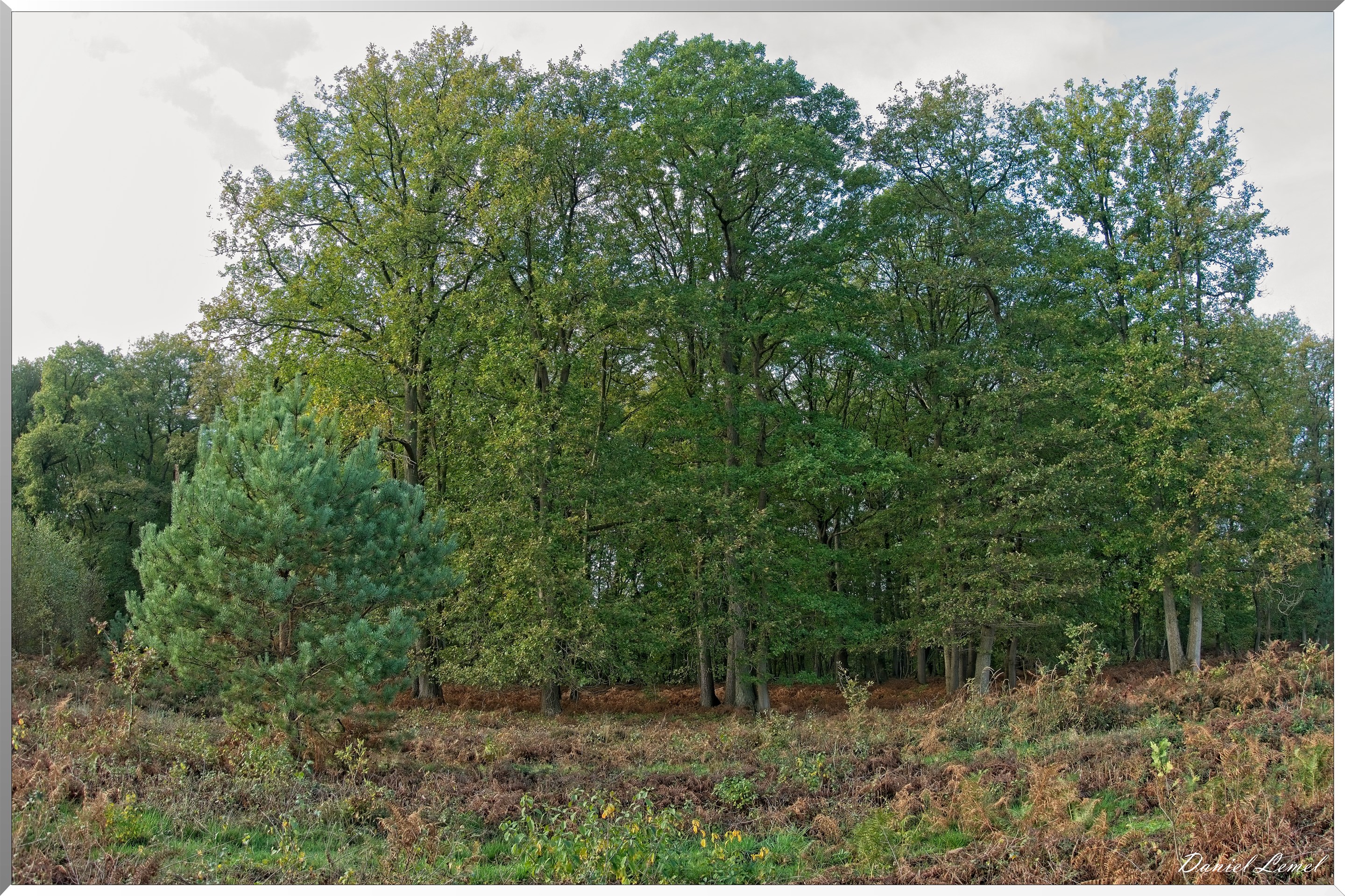 Forêt de Vernon
