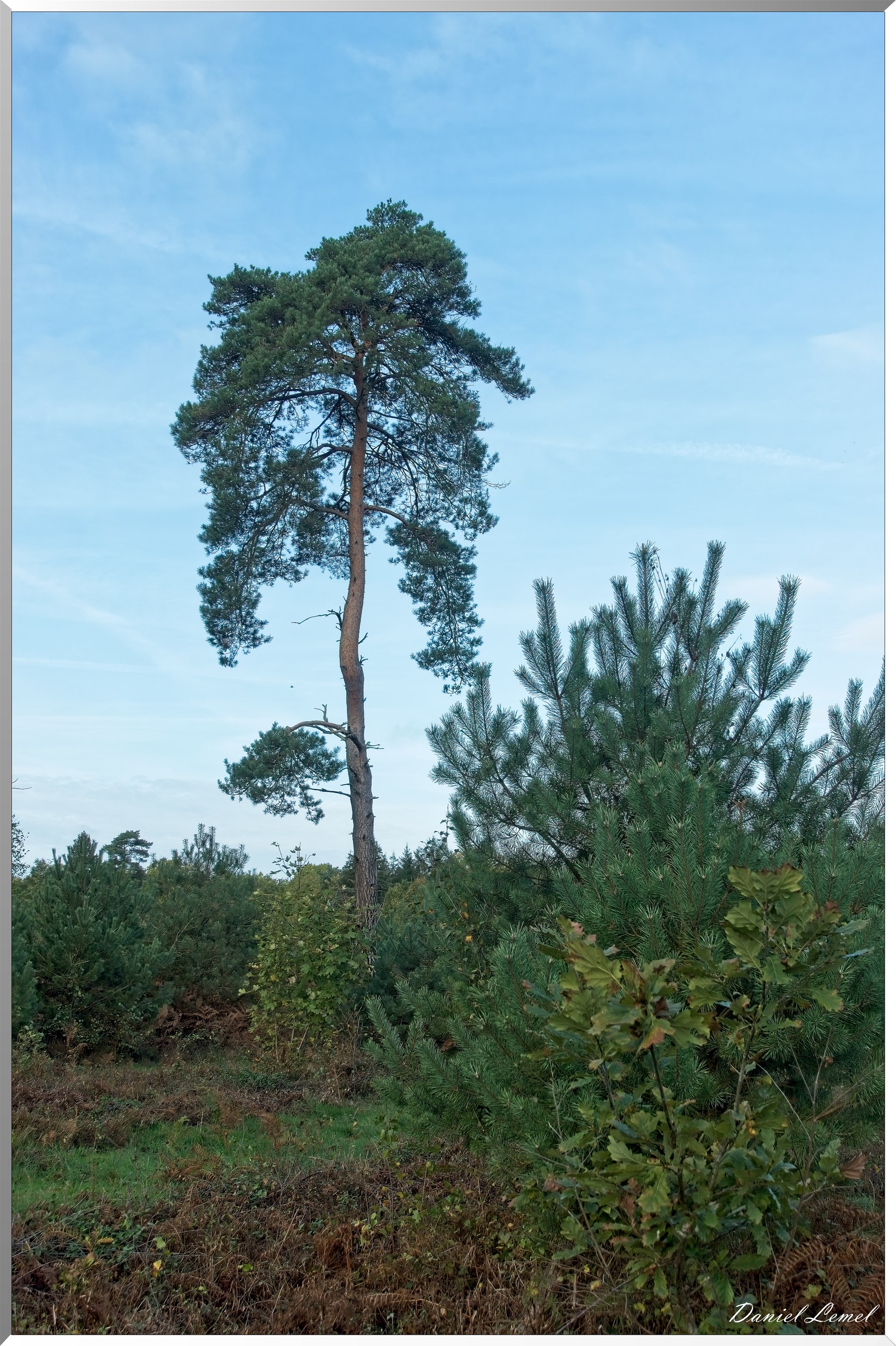 Forêt de Vernon