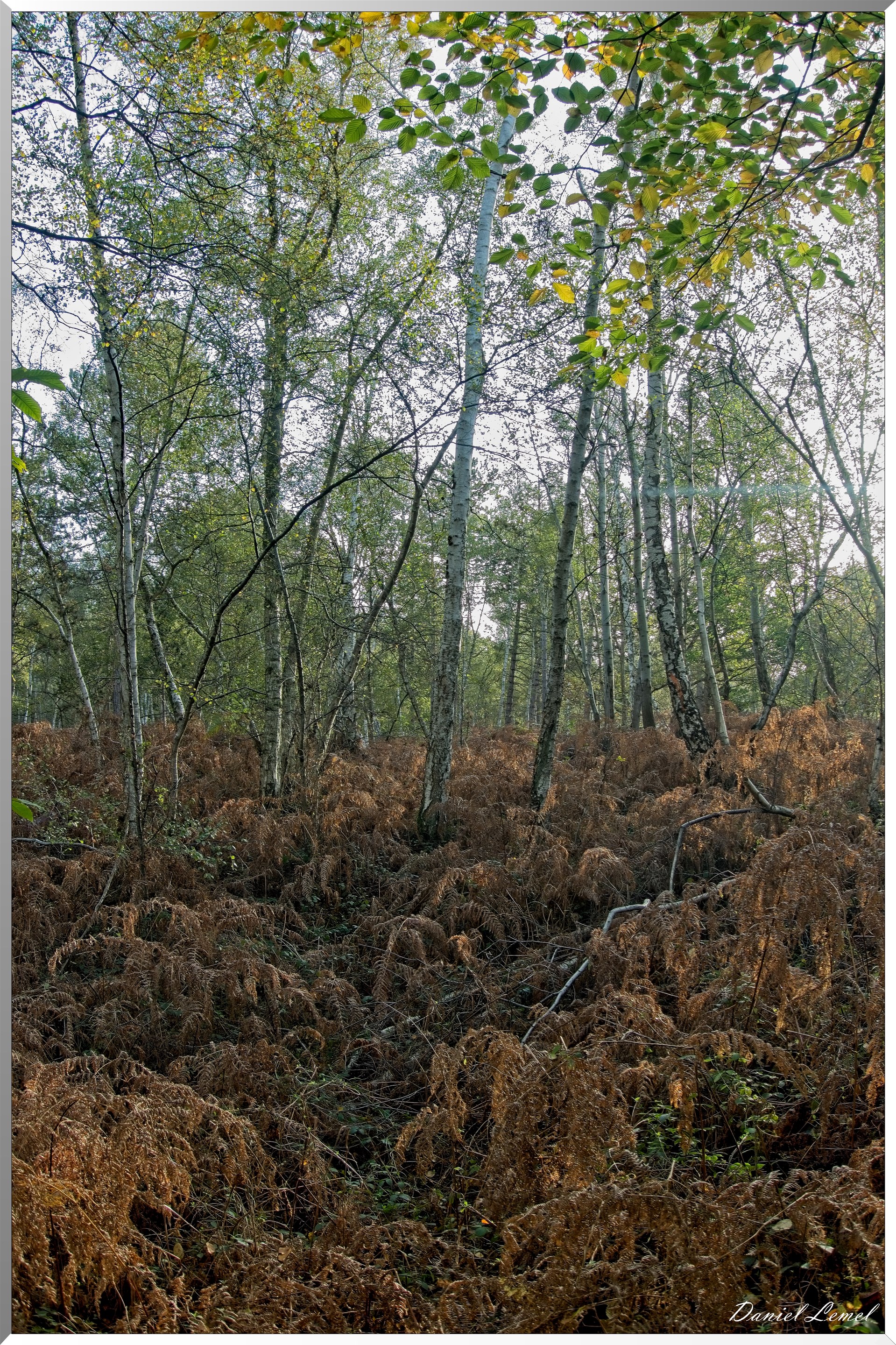 Forêt de Vernon