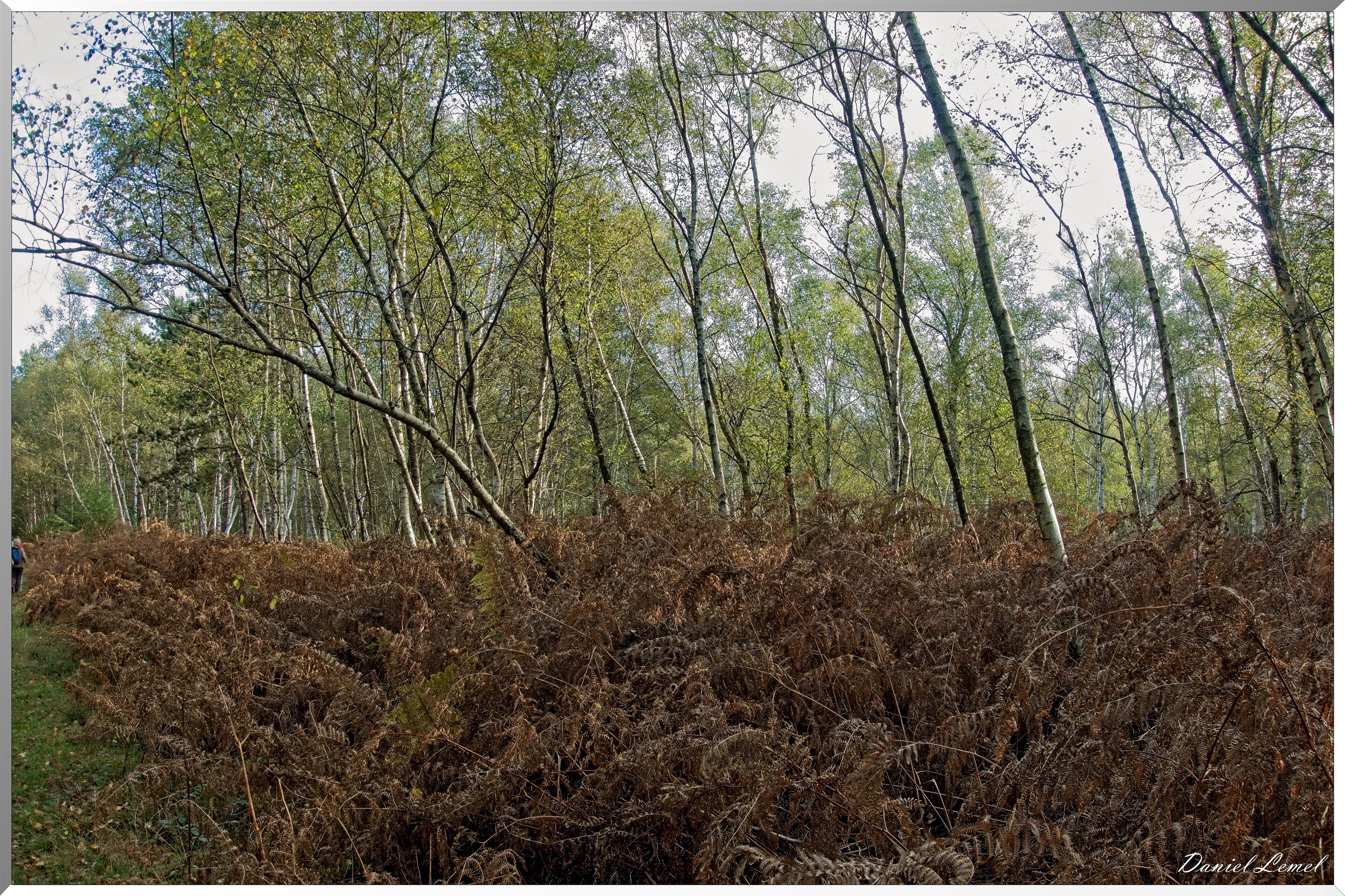 Forêt de Vernon