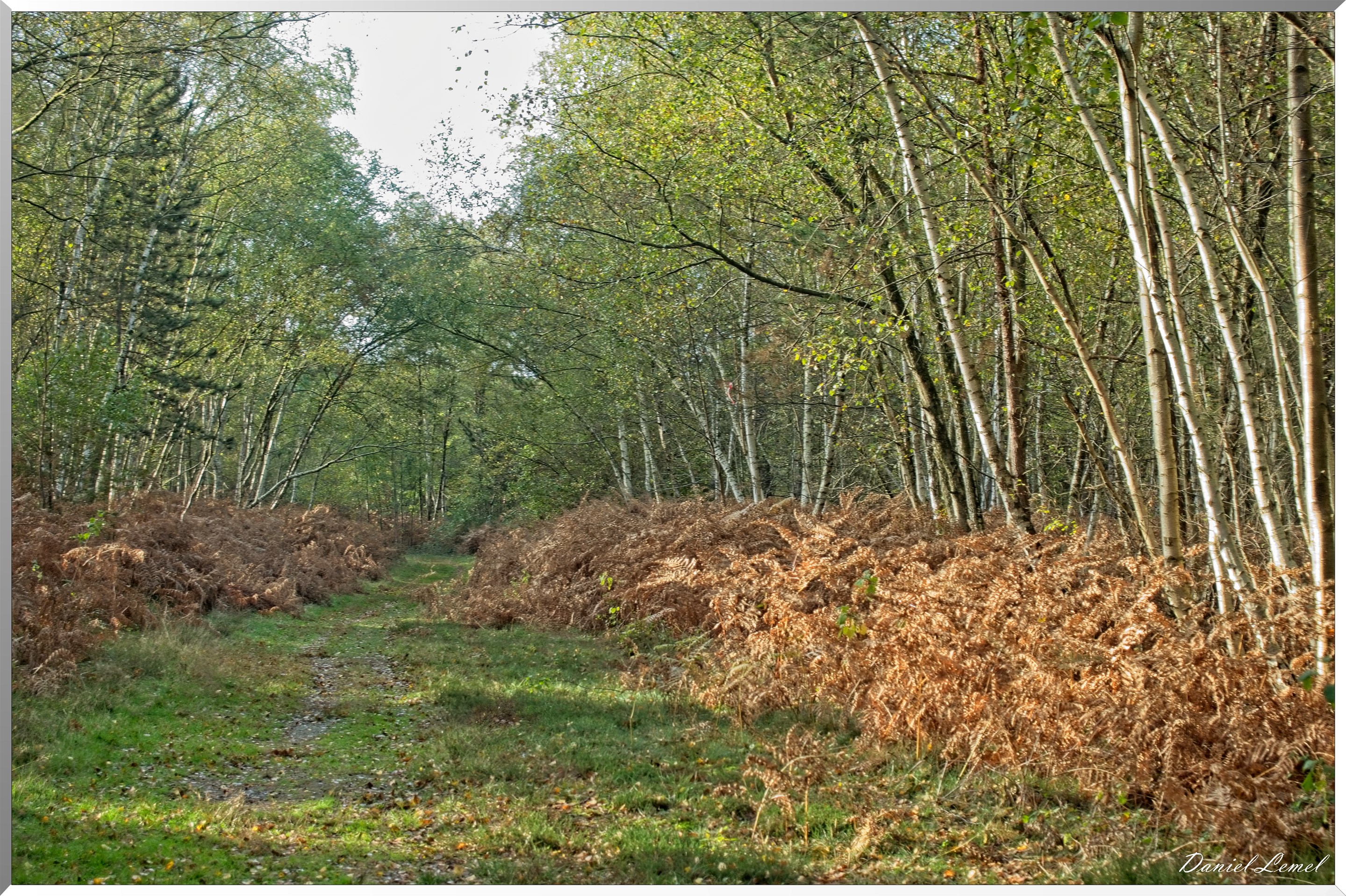 Forêt de Vernon