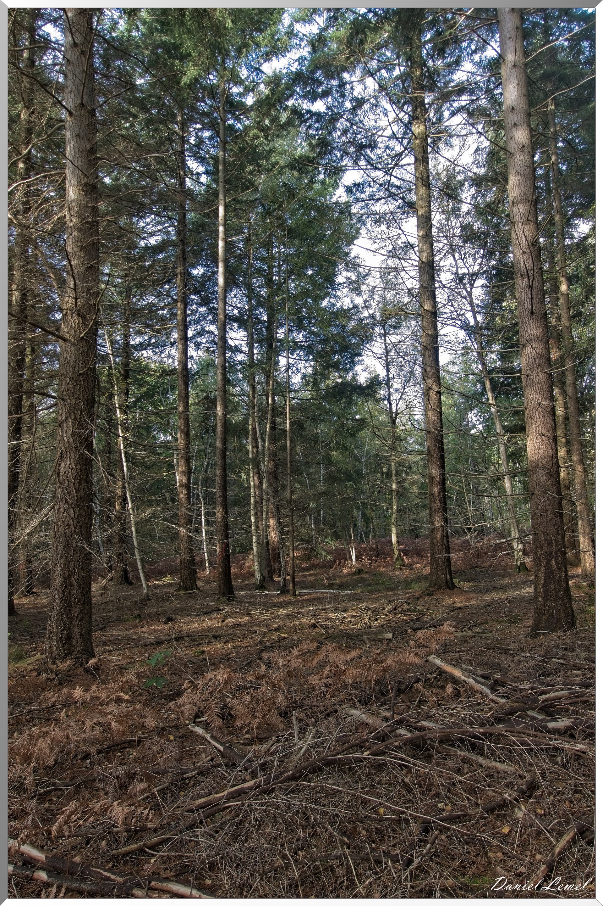Forêt de Vernon