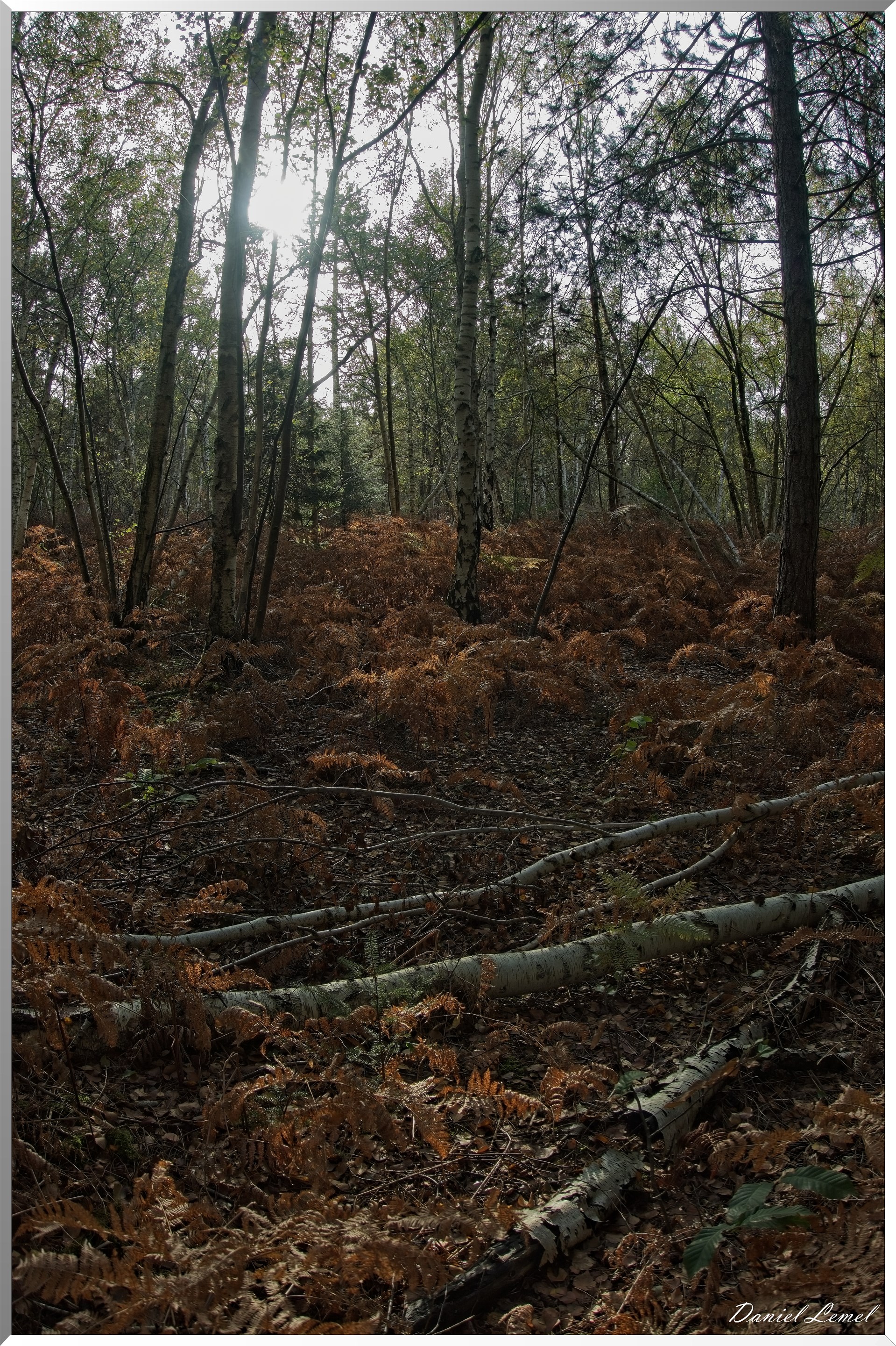 Forêt de Vernon