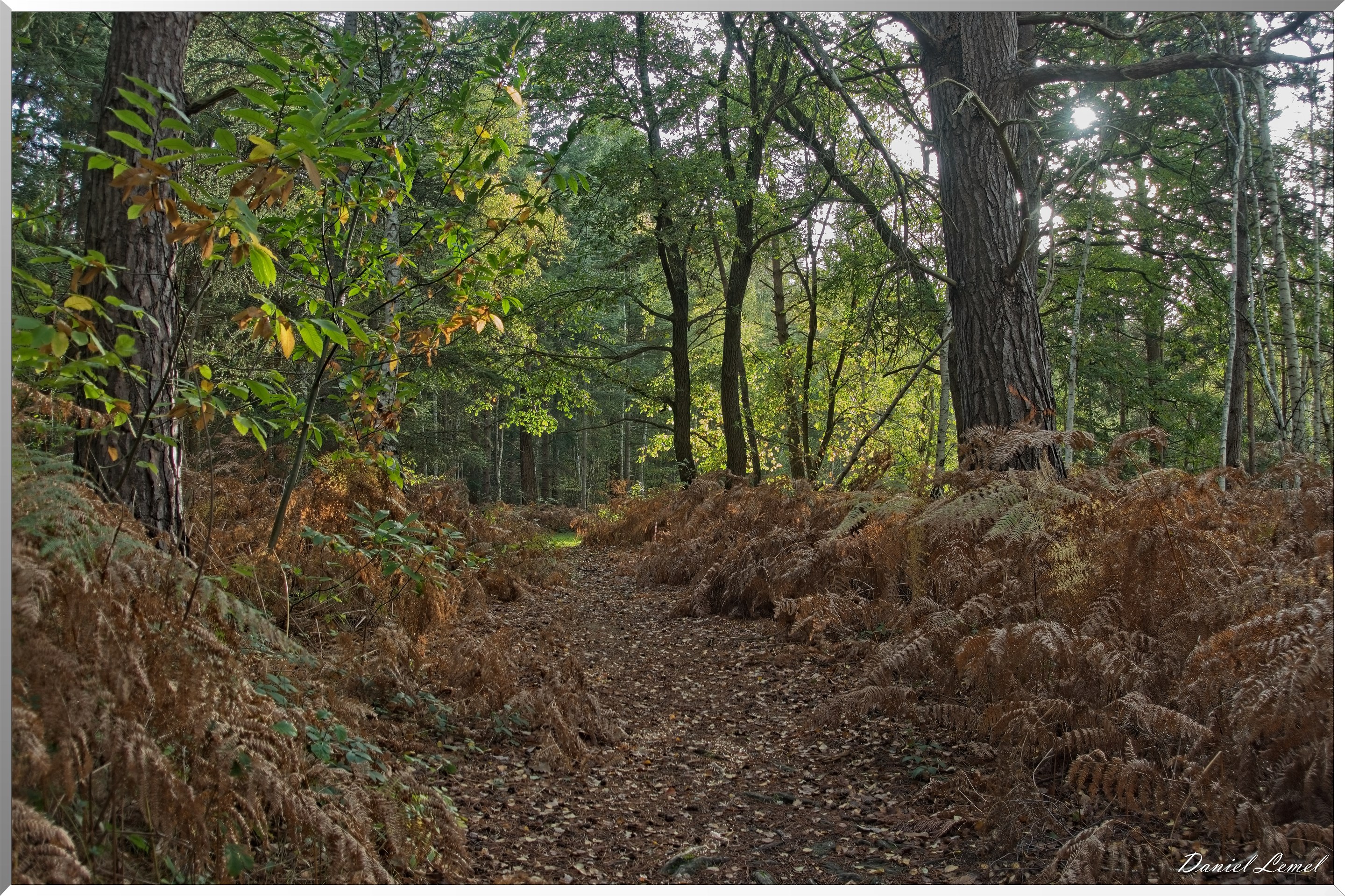 Forêt de Vernon