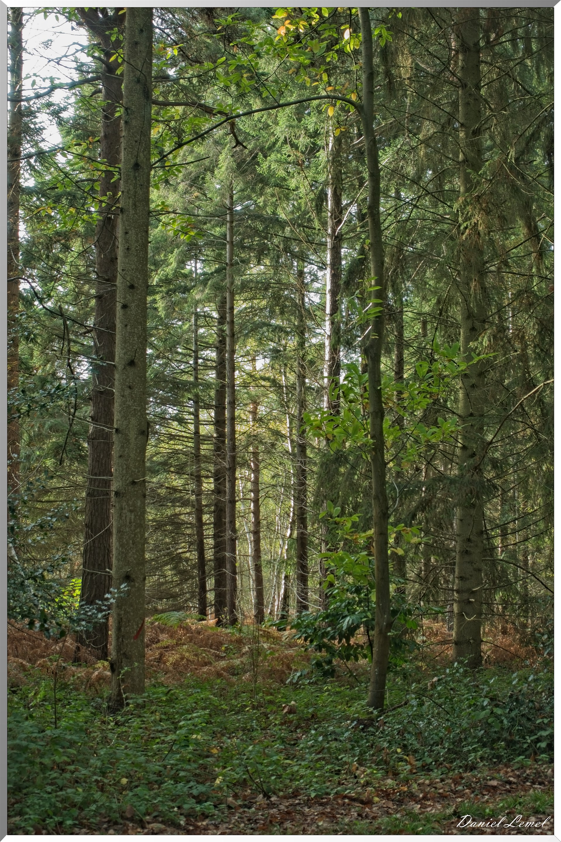 Forêt de Vernon