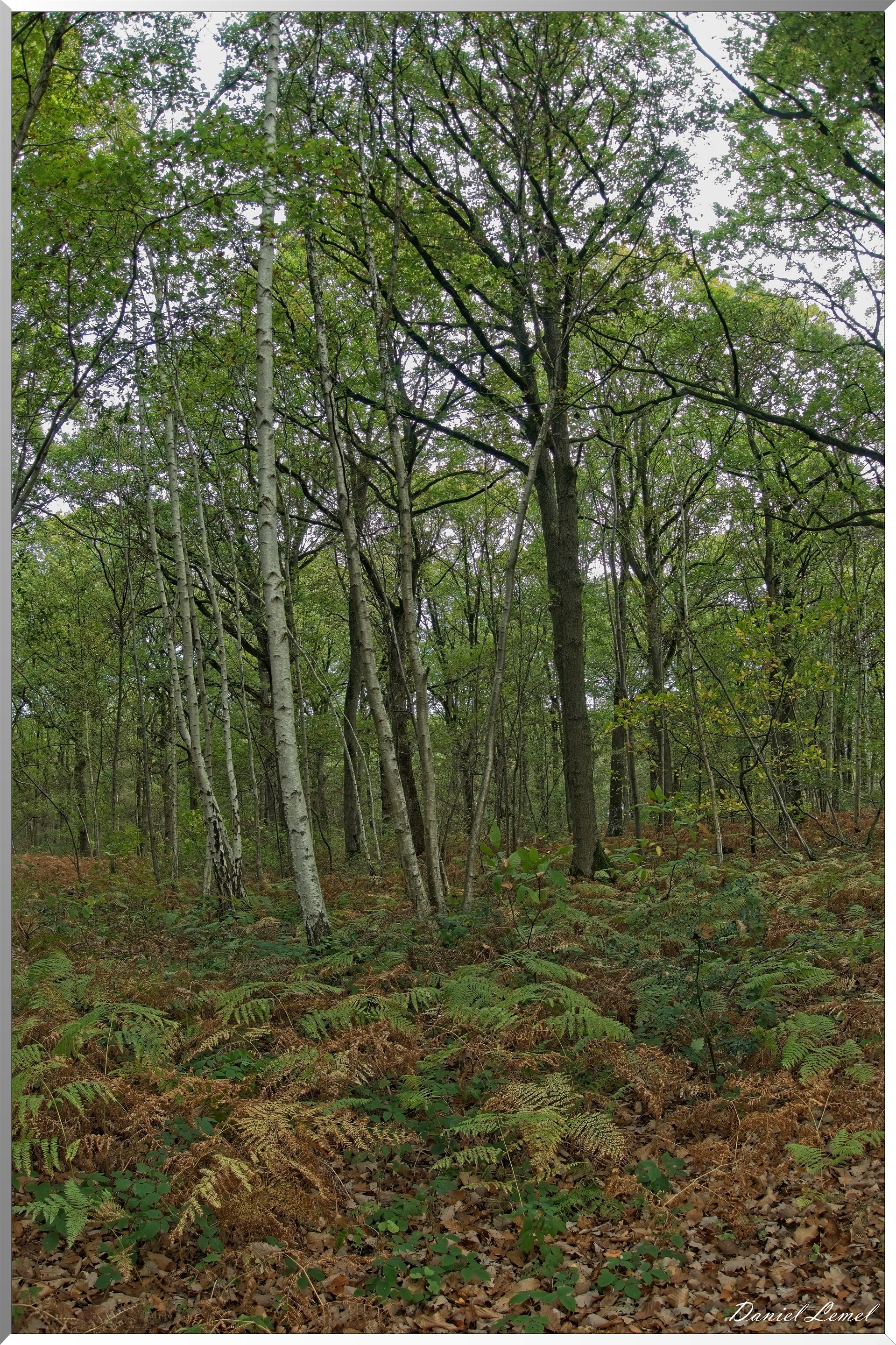 Forêt de Vernon