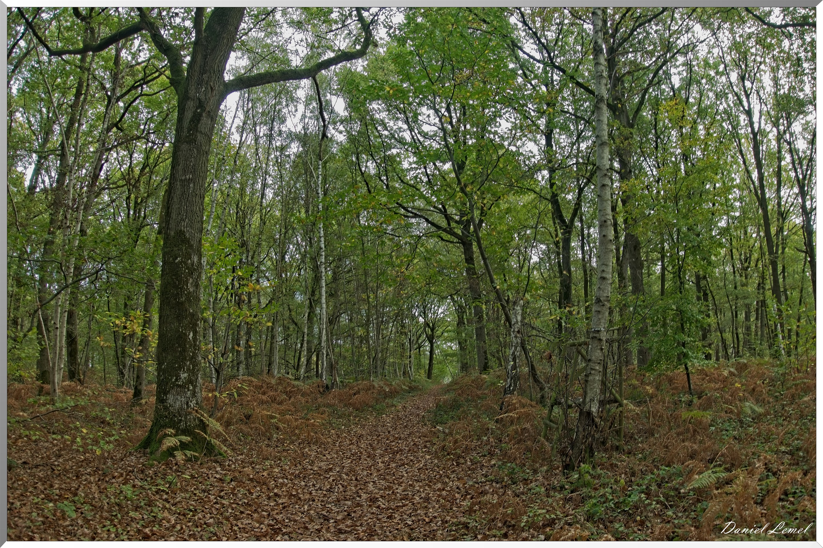 Forêt de Vernon