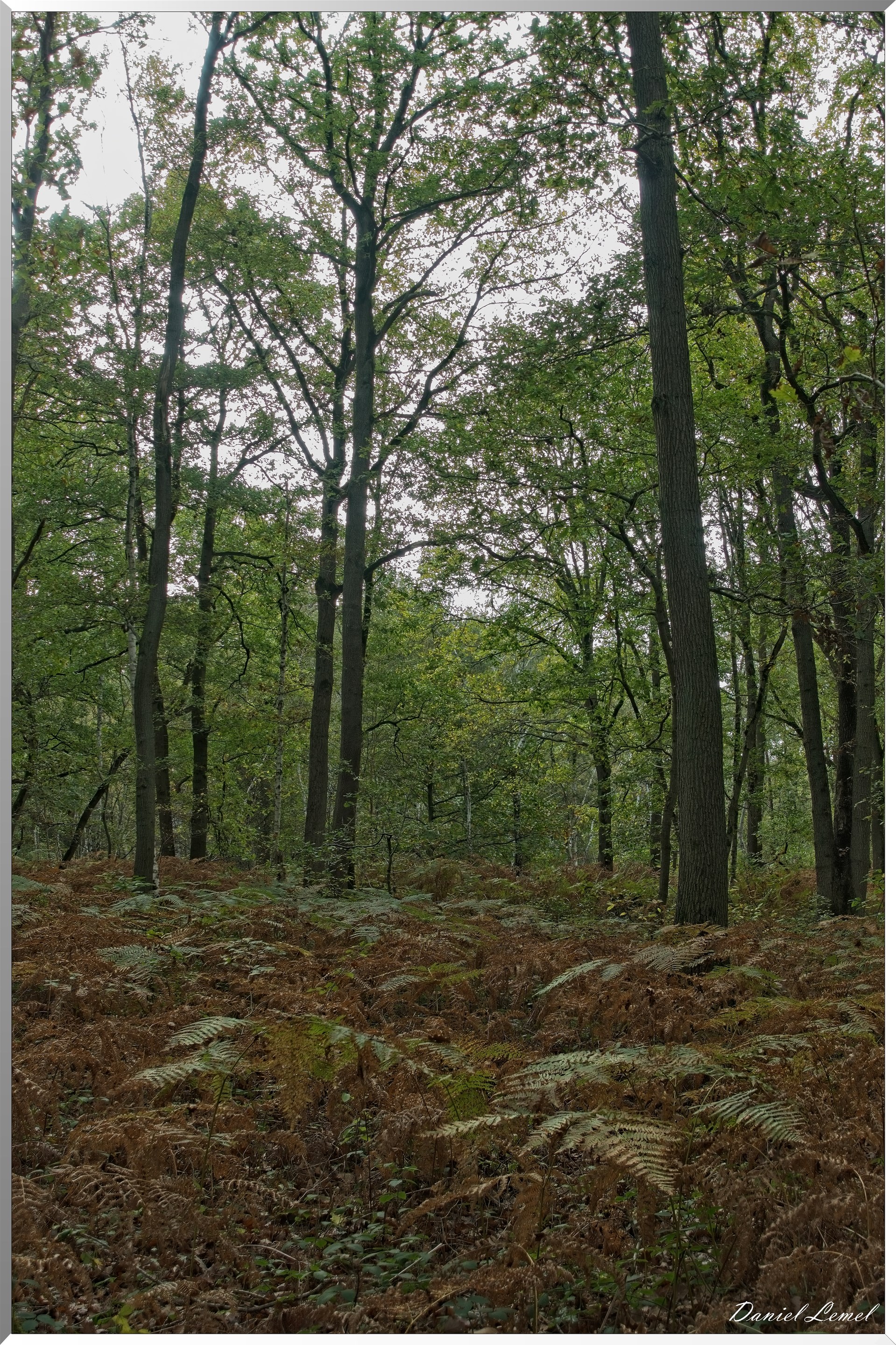 Forêt de Vernon