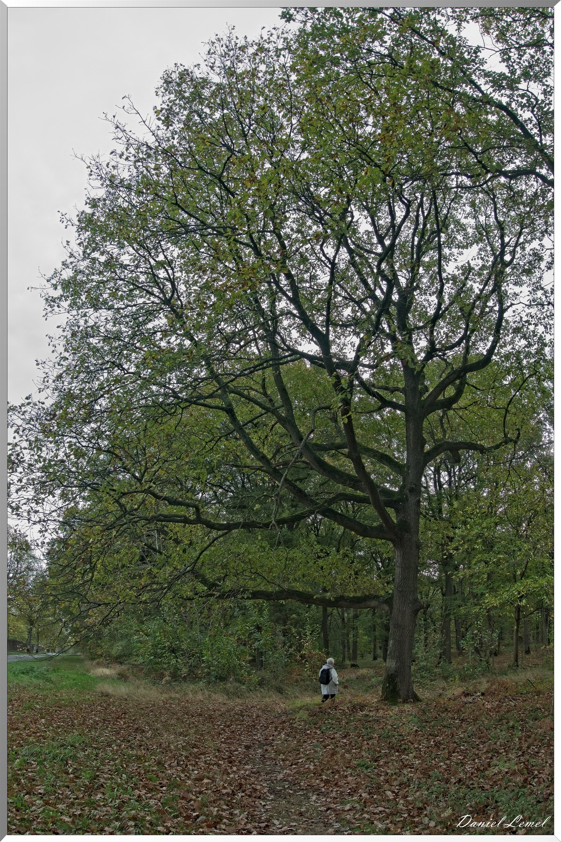 Forêt de Vernon