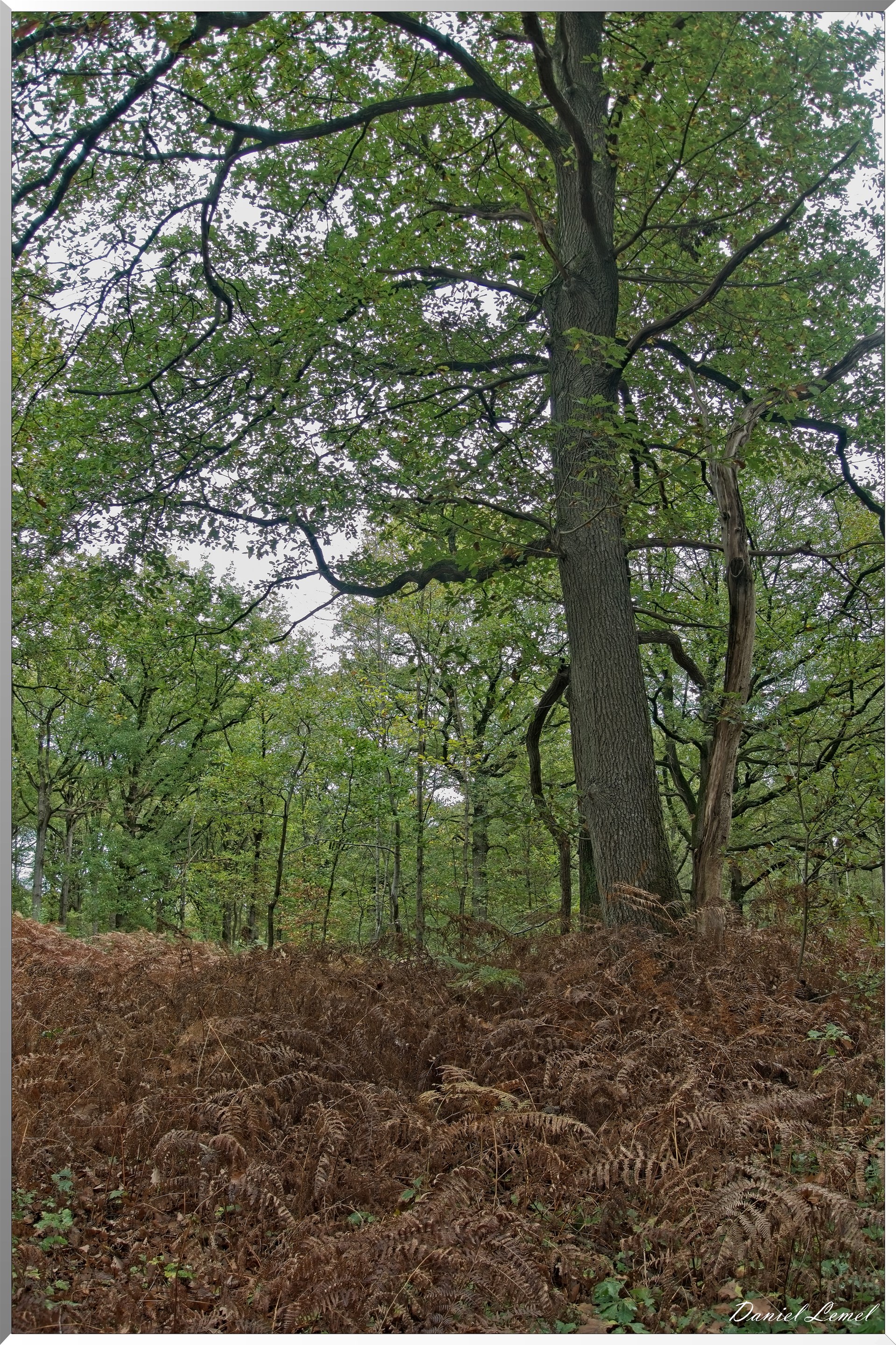 Forêt de Vernon