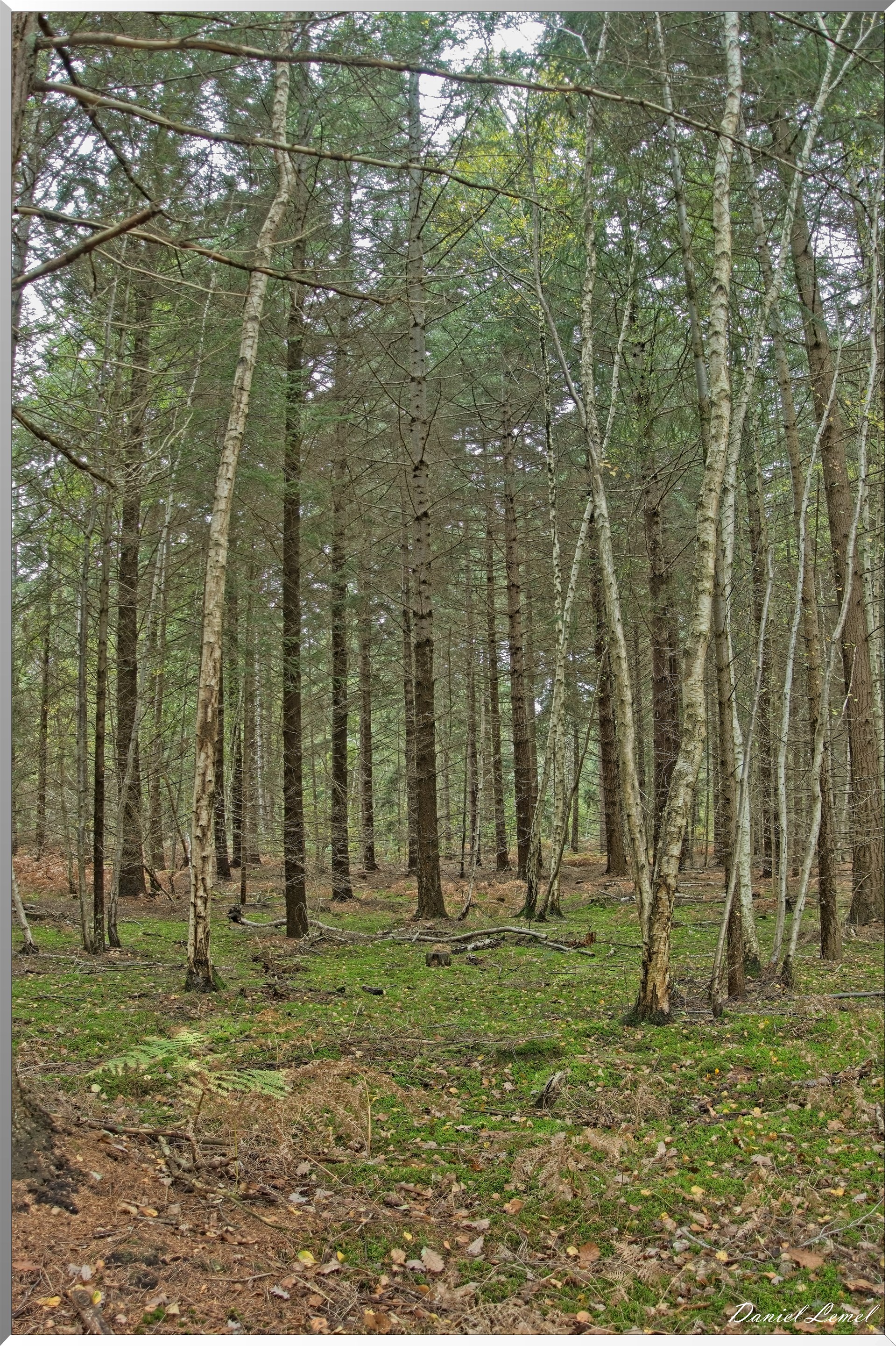 Forêt de Vernon