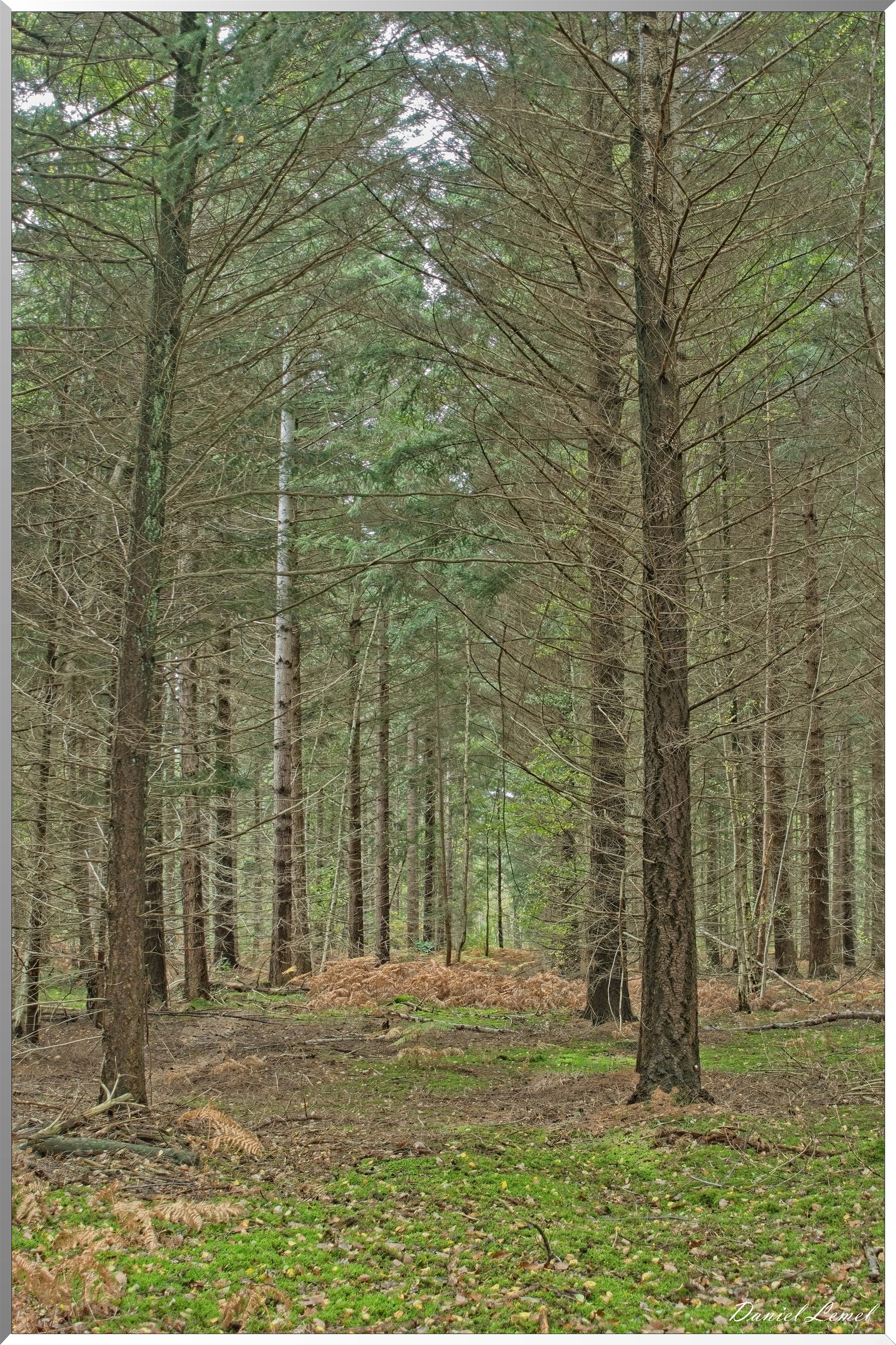 Forêt de Vernon