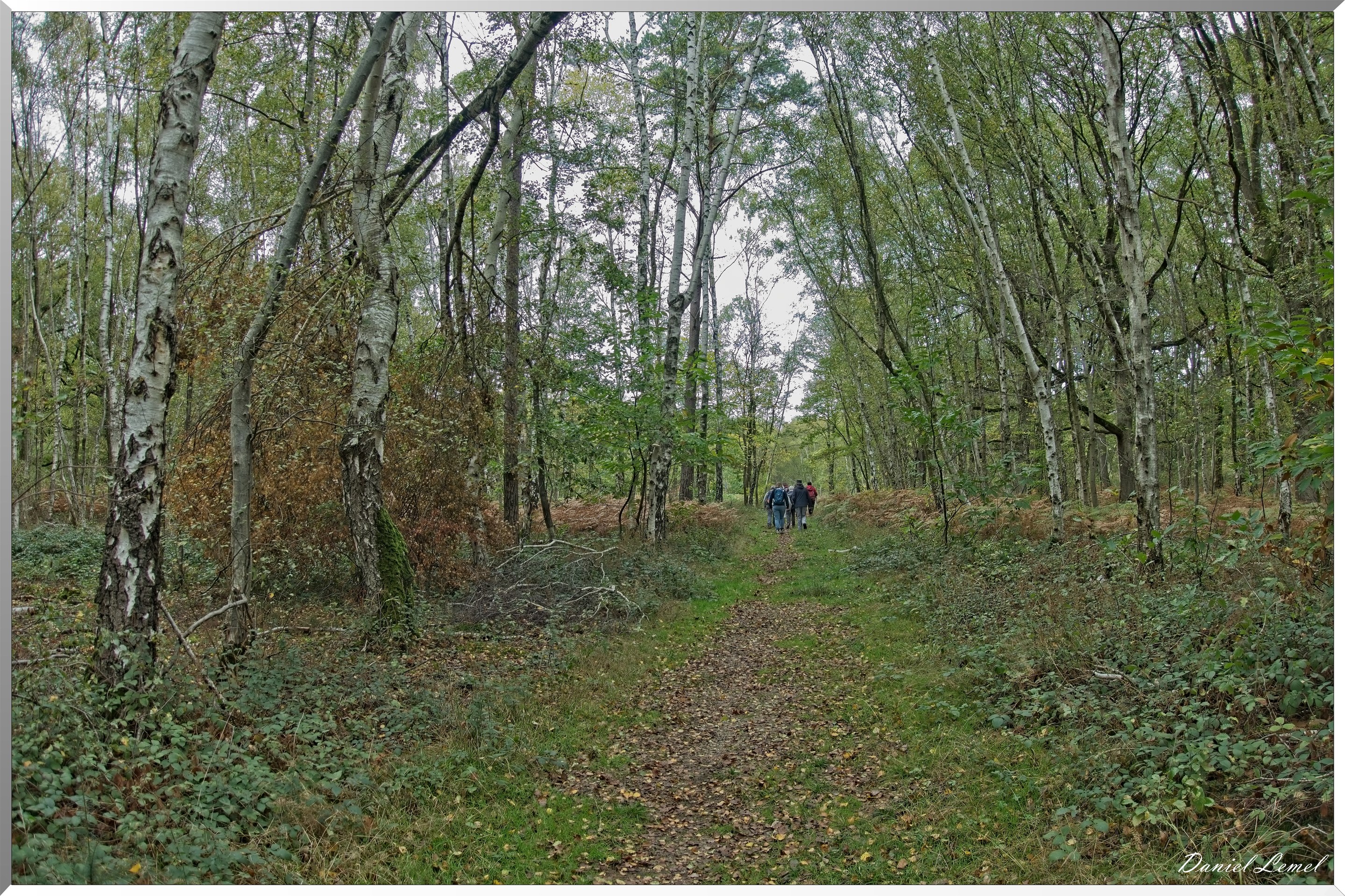 Forêt de Vernon