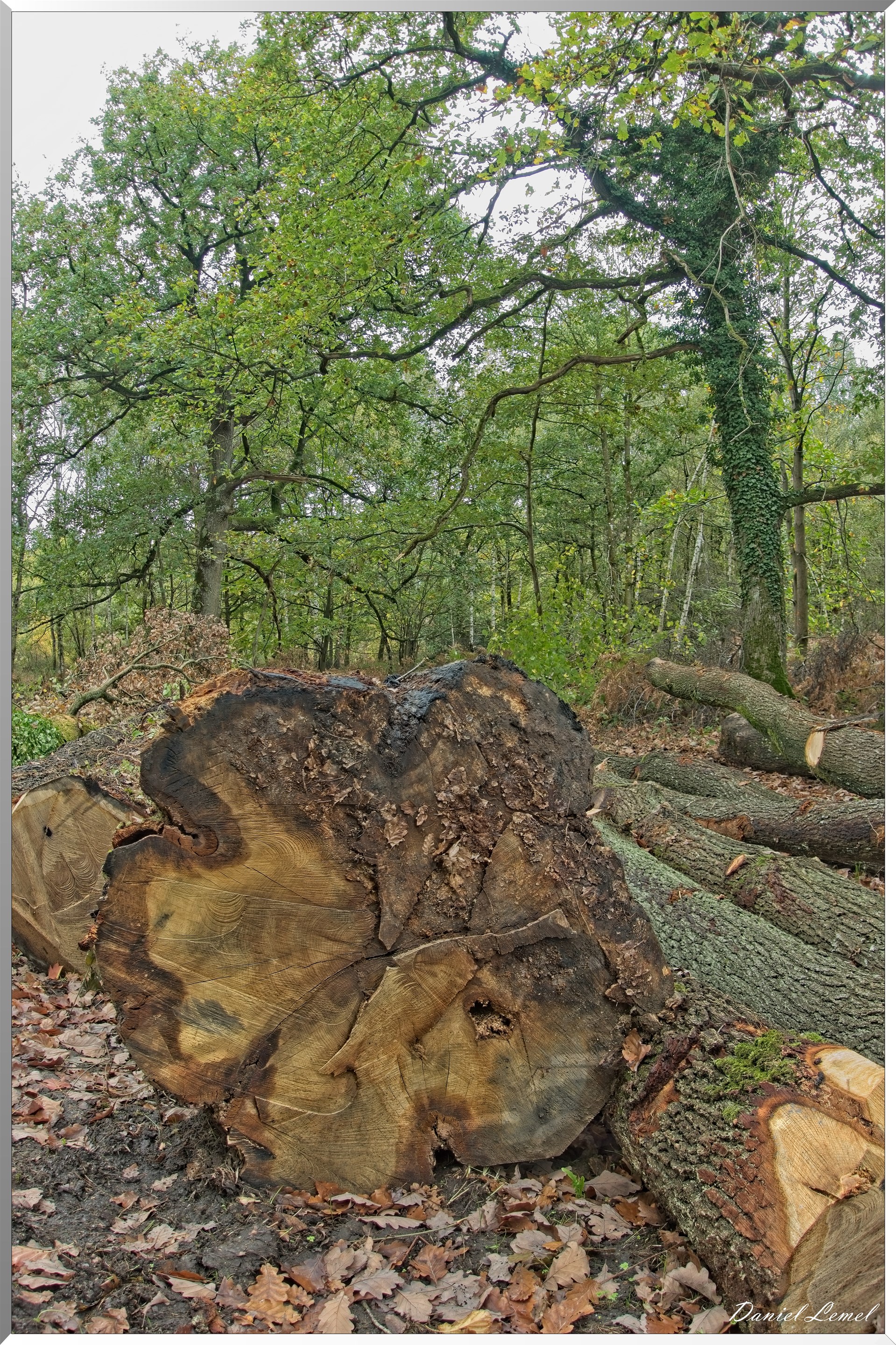Forêt de Vernon
