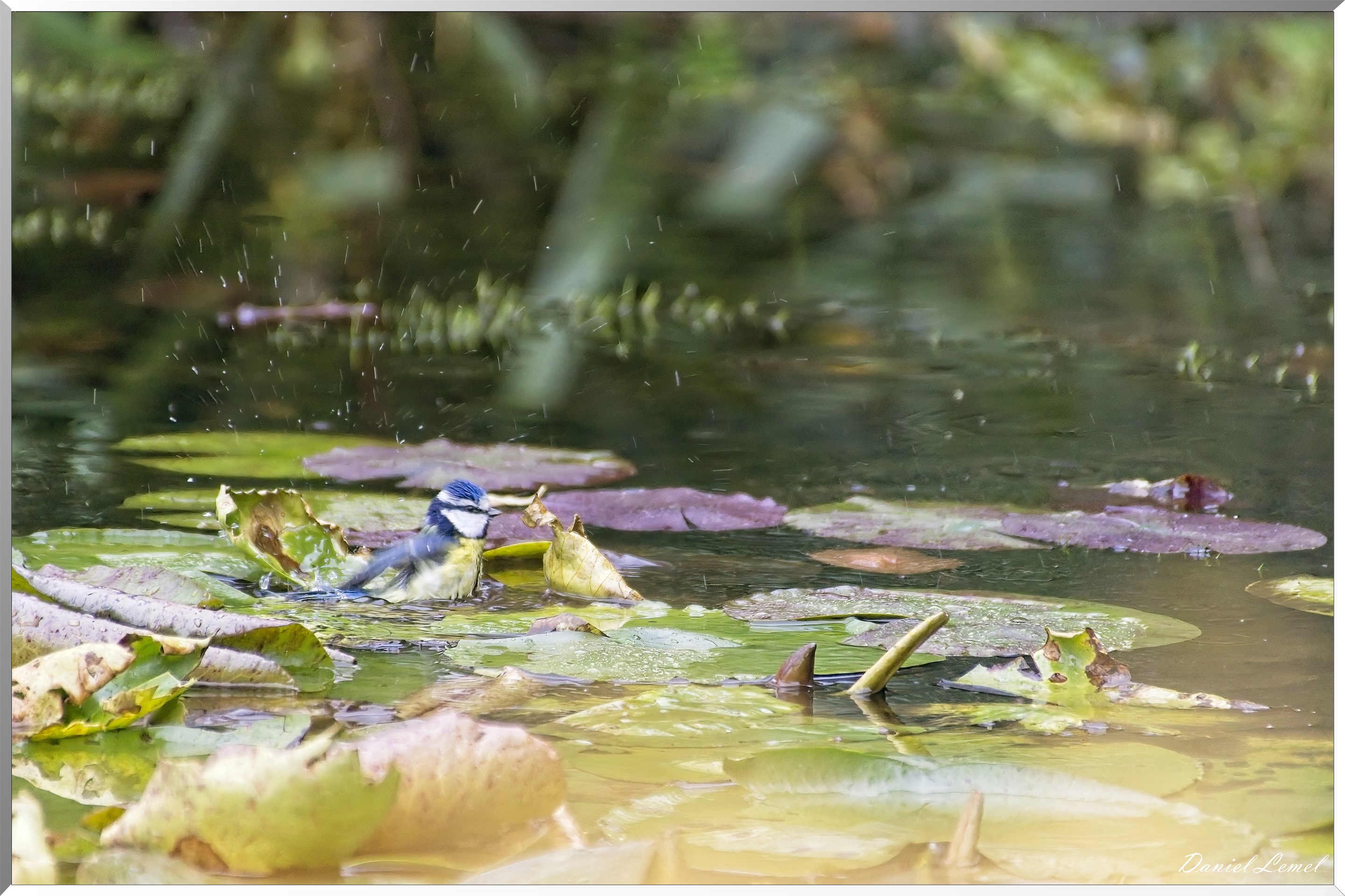 Giverny